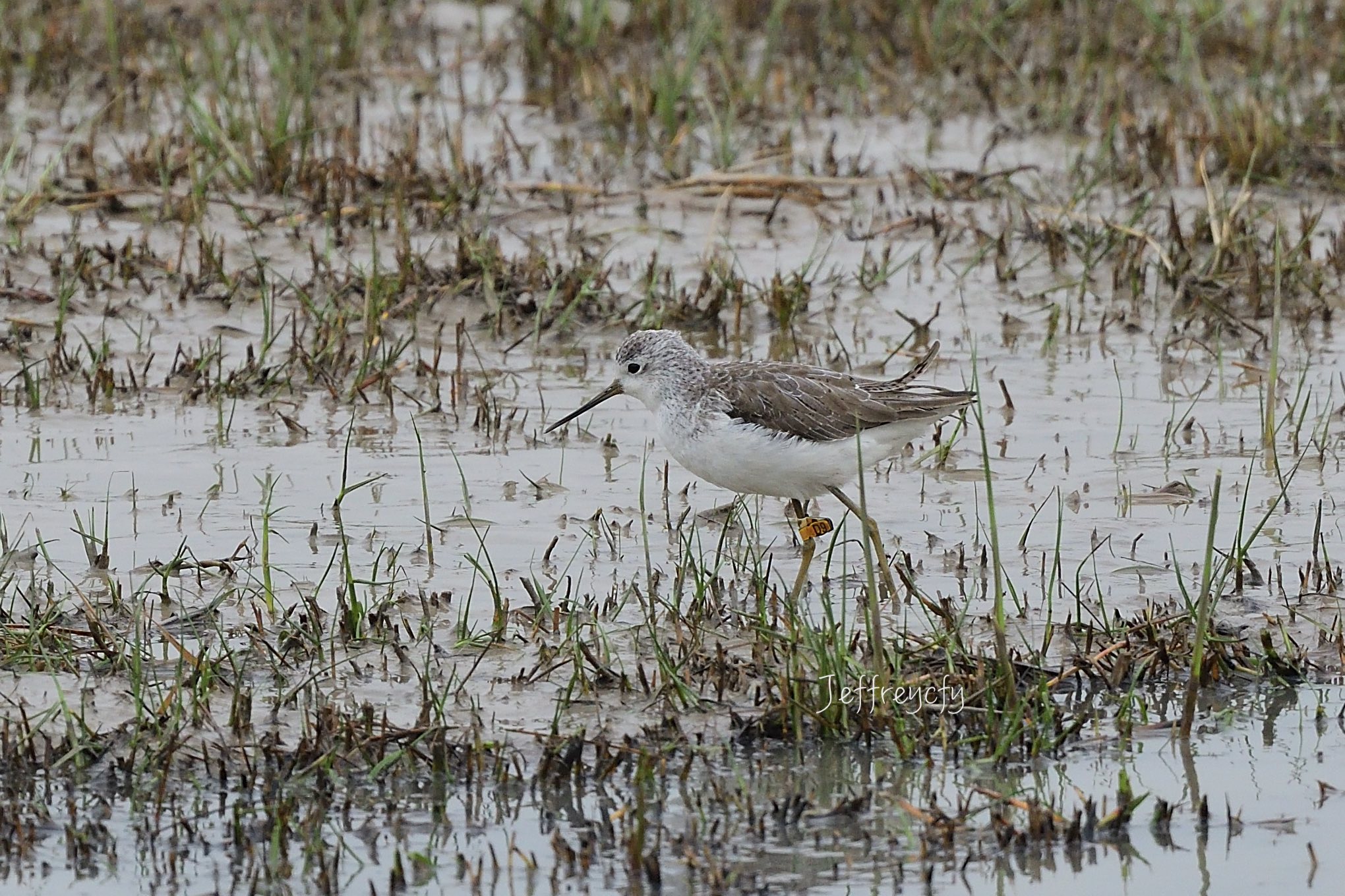 青腳鷸 20201216MPDSC_3669share.jpg