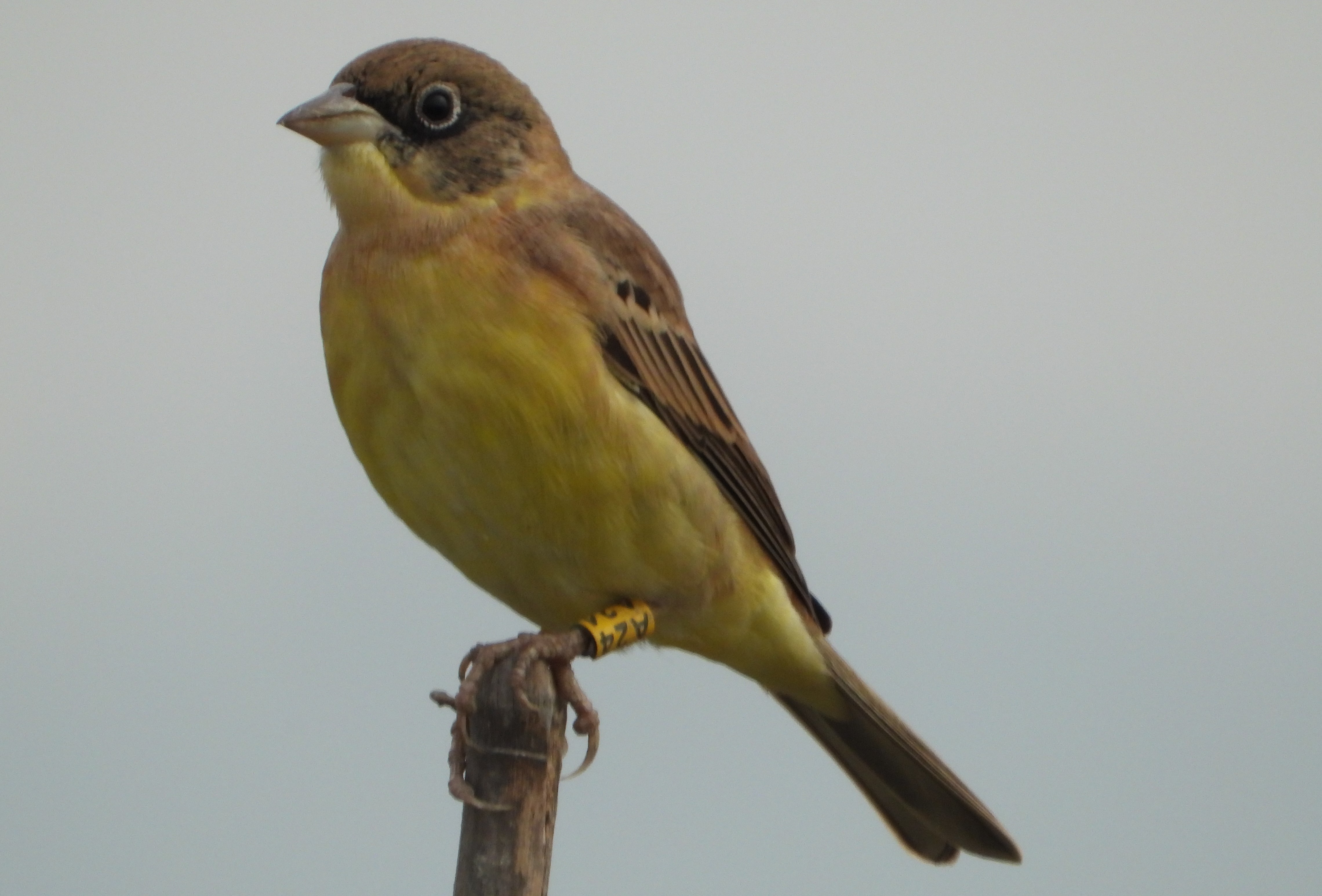 鵐 黑頭鵐 Black Headed Bunting DSCN2425A.jpg