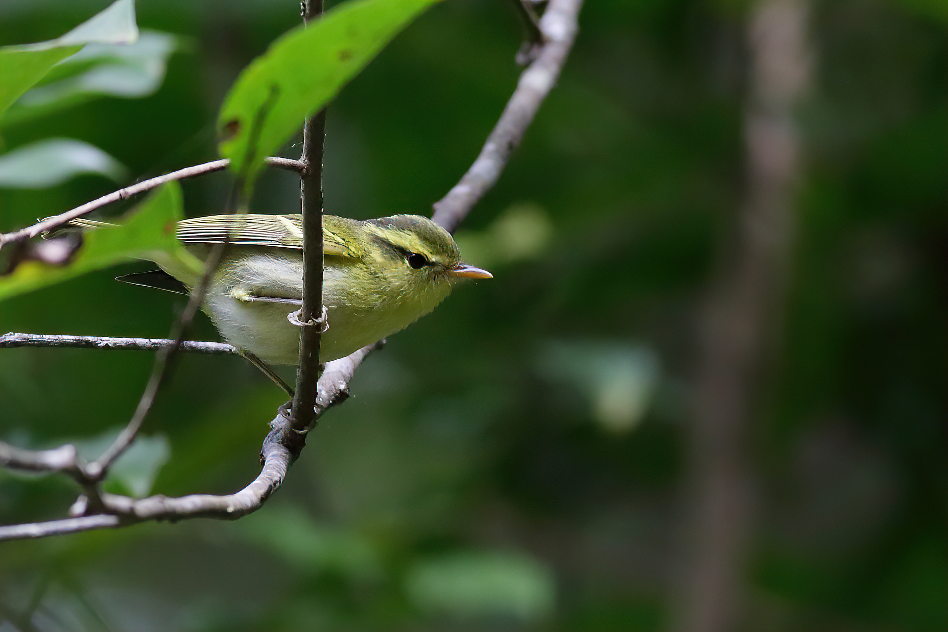 IMG_2956-SharpenAI-stabilize.JPG