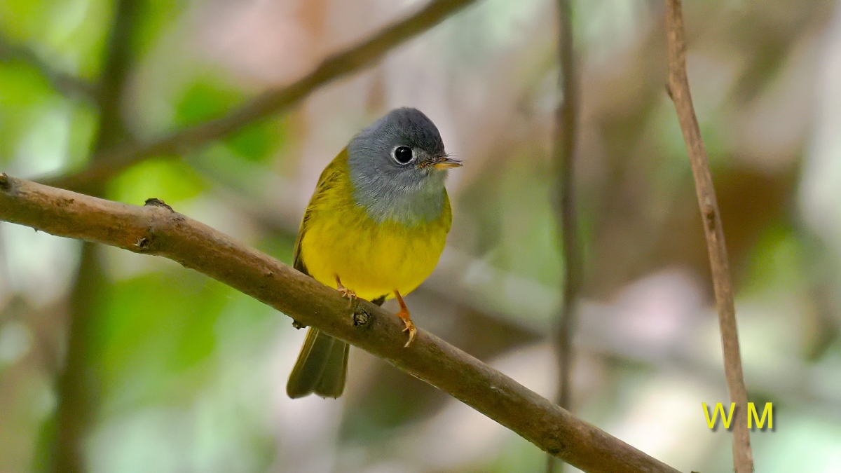 Grey-headed Canary-flycatcher3.jpg