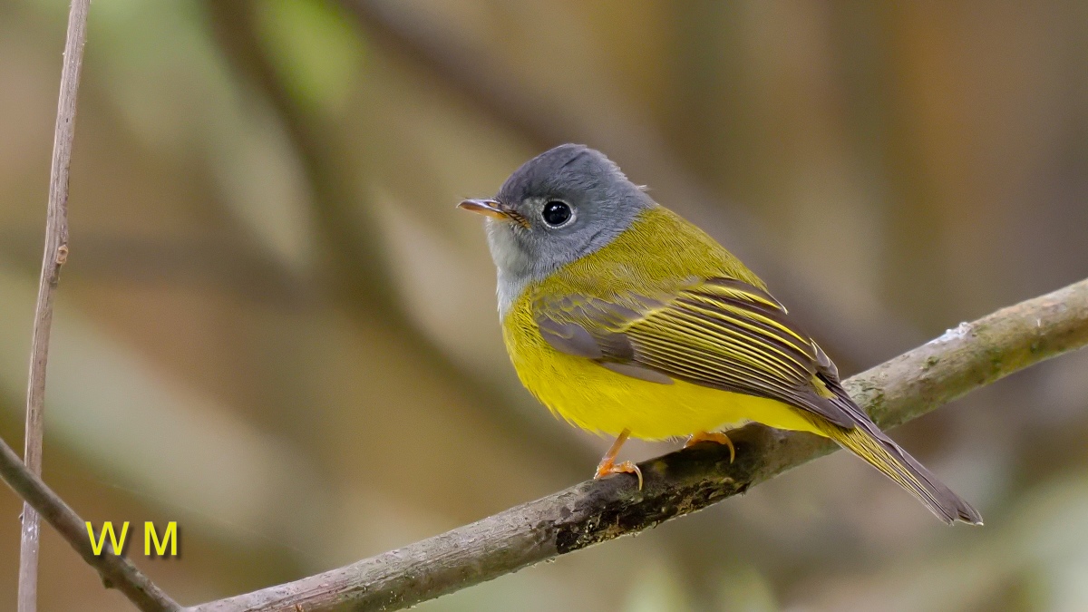 Grey-headed Canary-flycatcher4.jpg