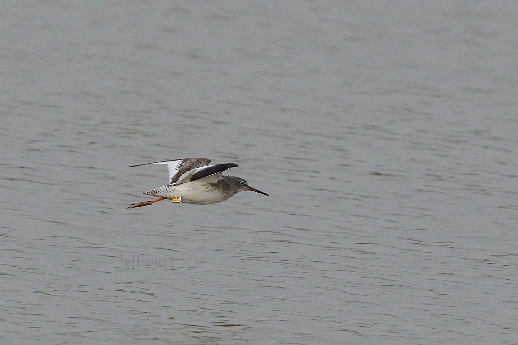 紅腳鷸 20201222MPDSC_4276share.jpg