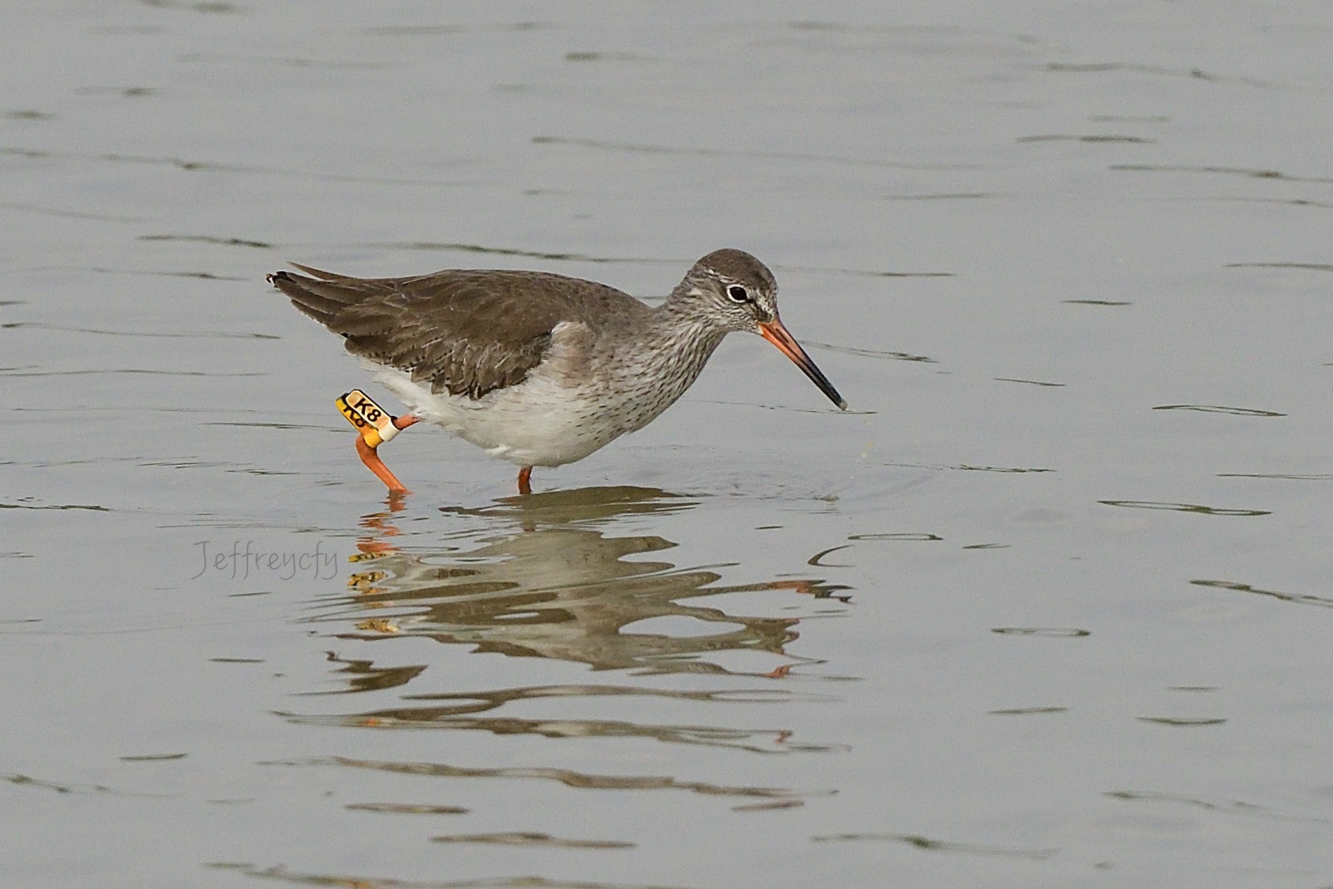 紅腳鷸 20201222MPDSC_4279share.jpg