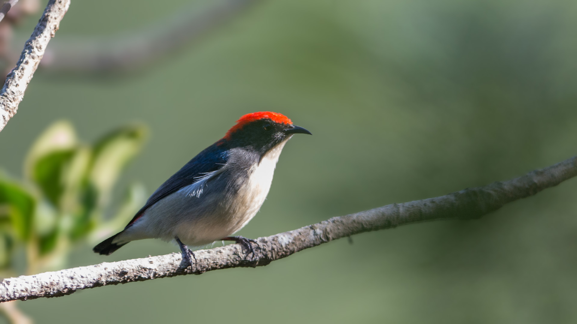 Dicée à dos rouge - Scarlet-backed Flowerpecker - Dicaeum cruentatum - 01.jpg