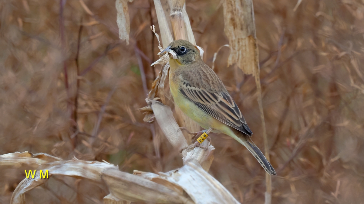 Black-headedBunting1.jpg