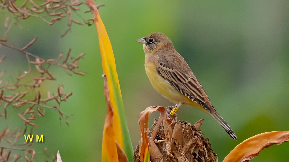 Black-headedBunting2.jpg