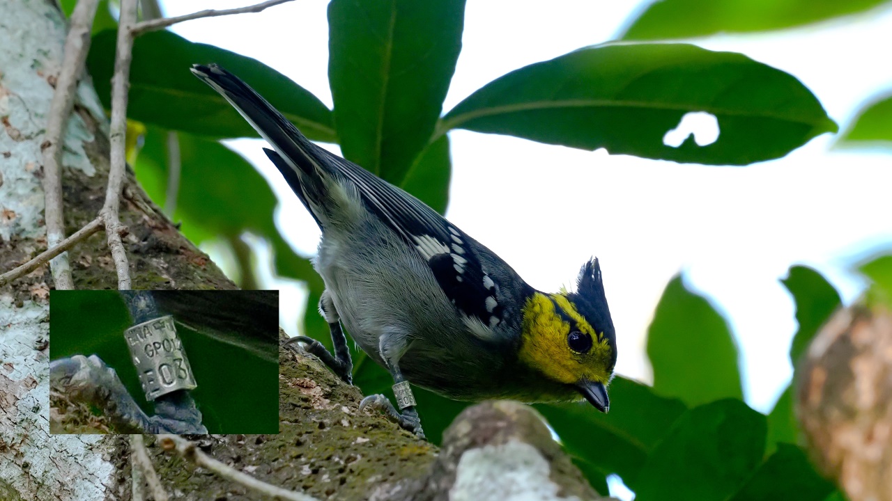 Yellow-cheekedTit1.jpg