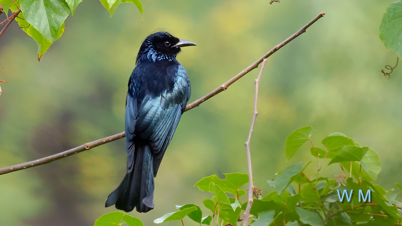 Hair-crestedDrongo1.jpg