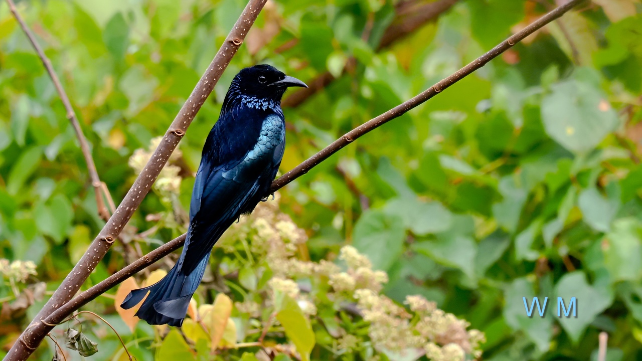 Hair-crestedDrongo2.jpg