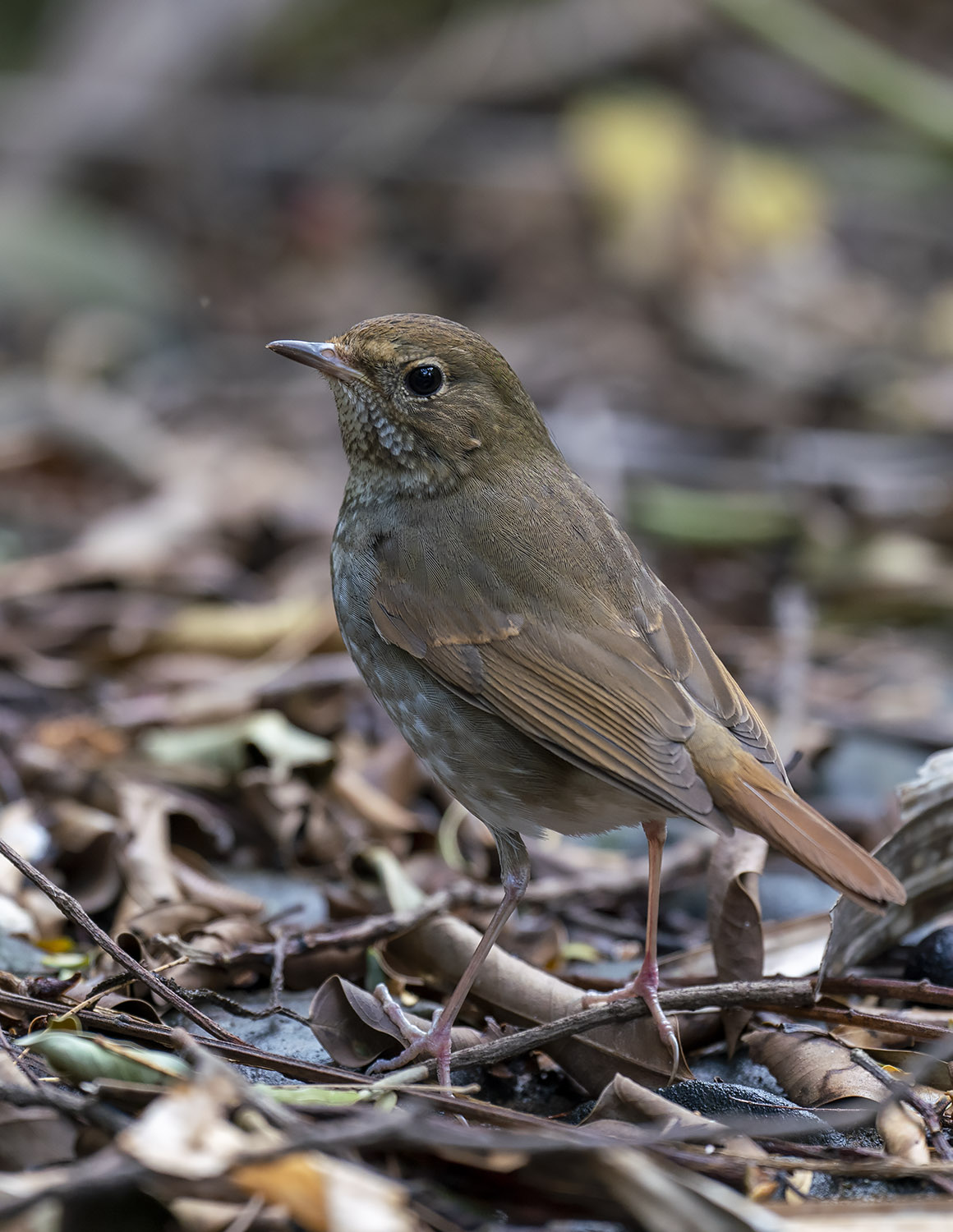 Rufous-Tailed Robin DSC04716.jpg