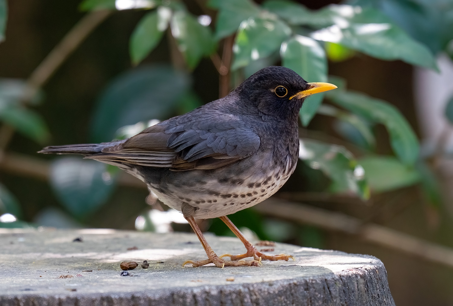 Japanese Thrush DSC08815 D.jpg