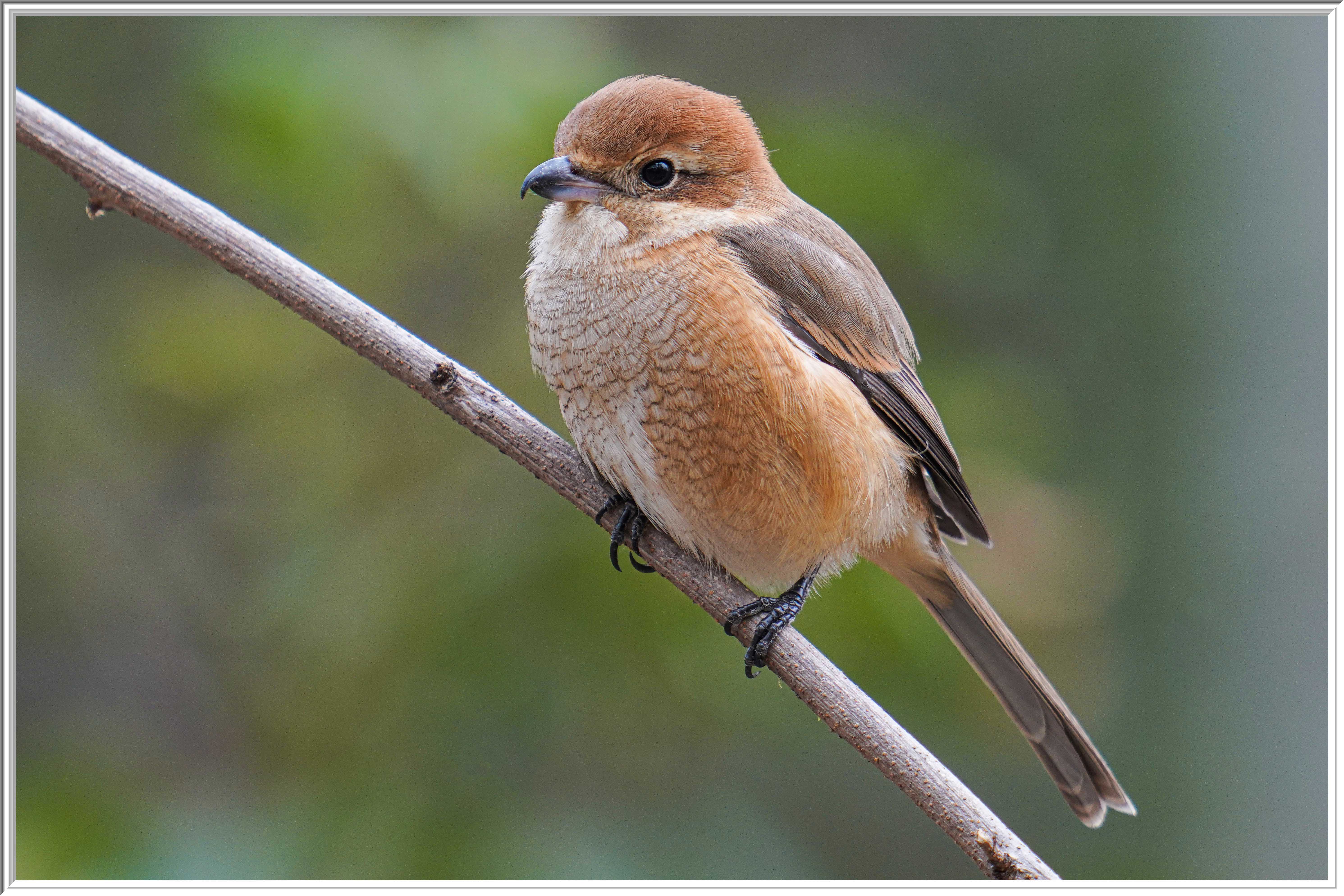 牛頭伯勞 (Bull-headed Shrike) - 1.jpg