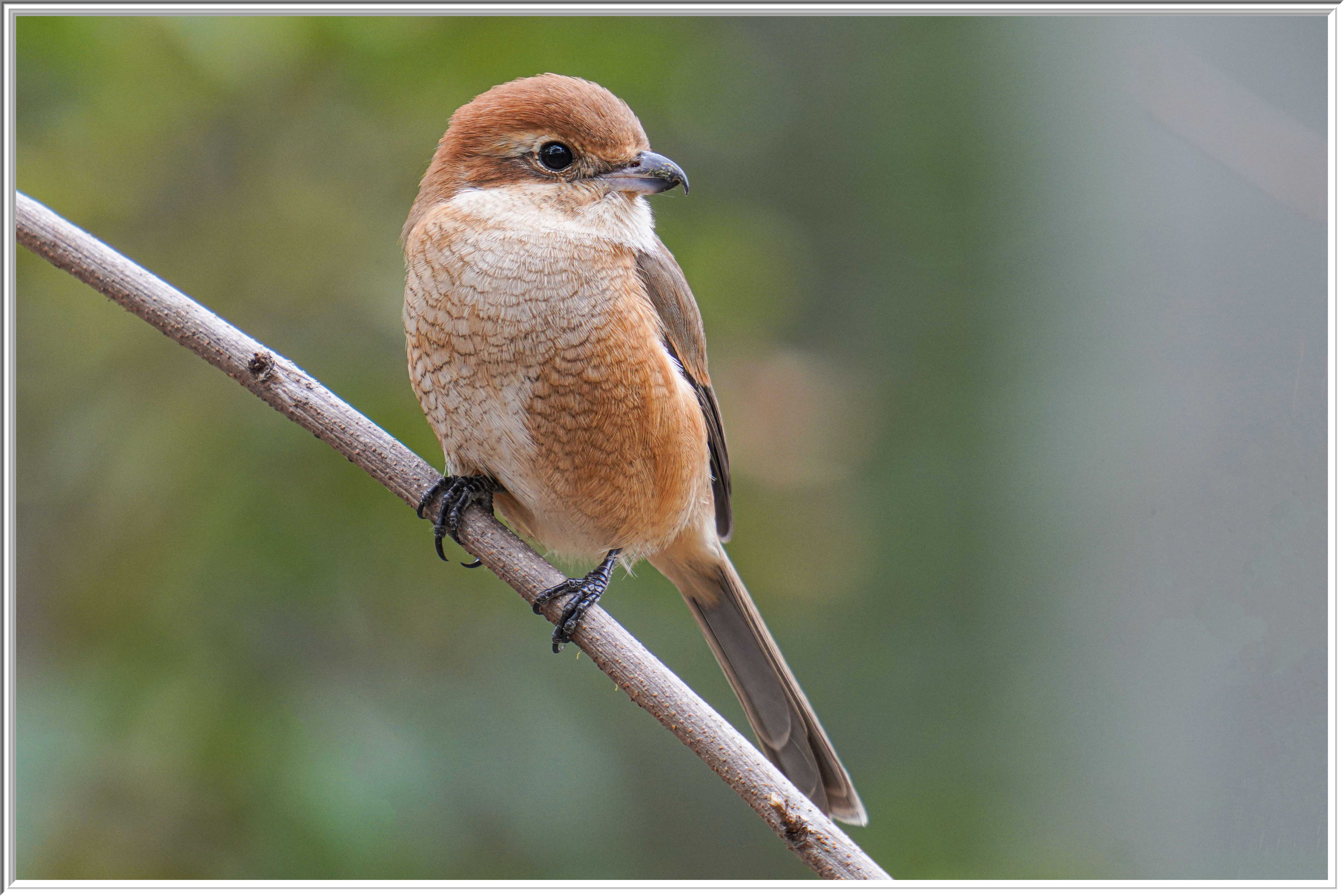 牛頭伯勞 (Bull-headed Shrike) - 5.jpg