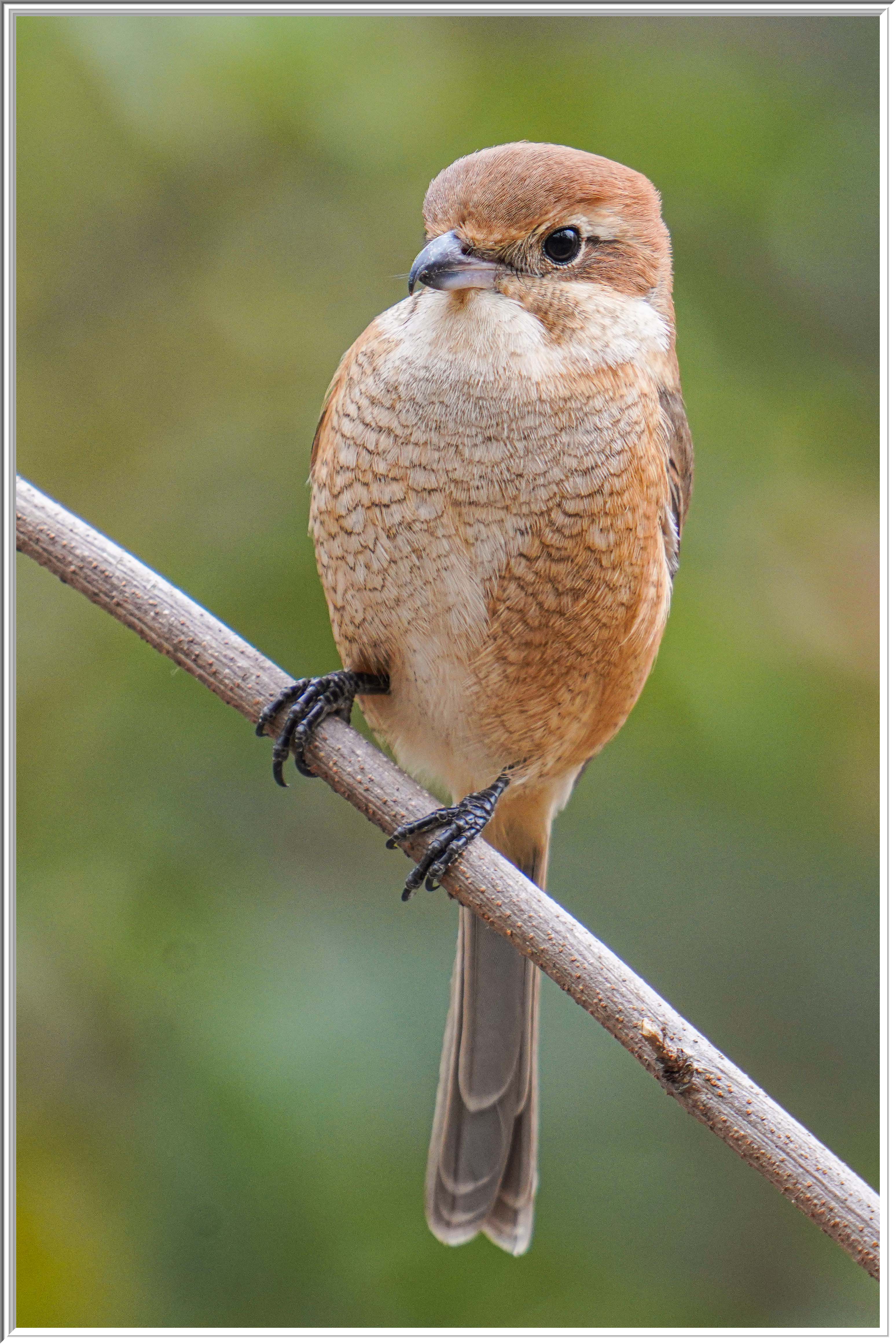 牛頭伯勞 (Bull-headed Shrike) - 3.jpg