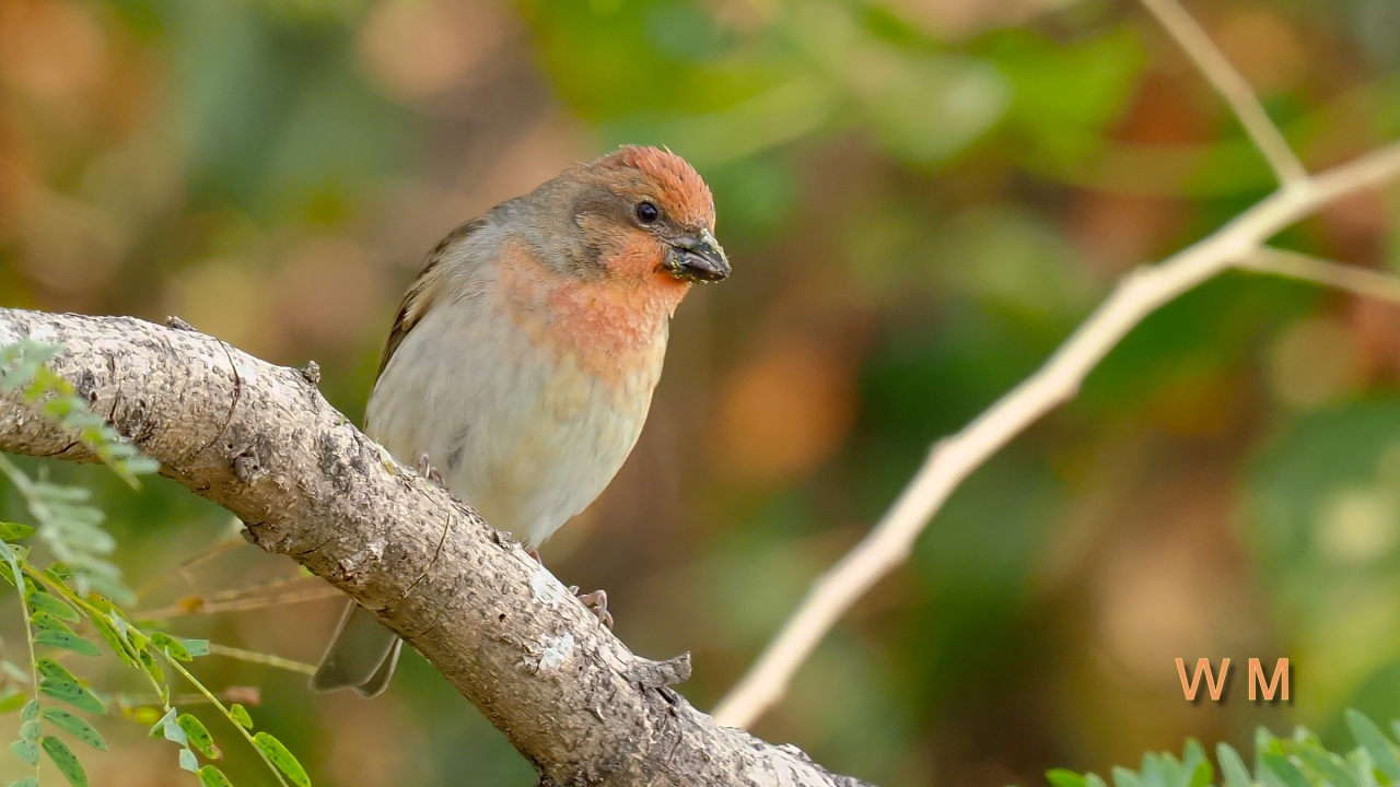 CommonRosefinch1.jpg