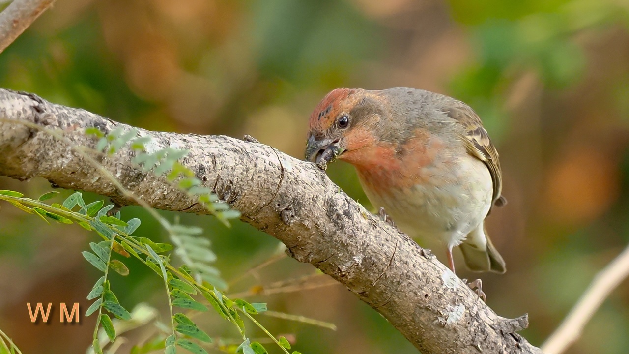 CommonRosefinch2.jpg