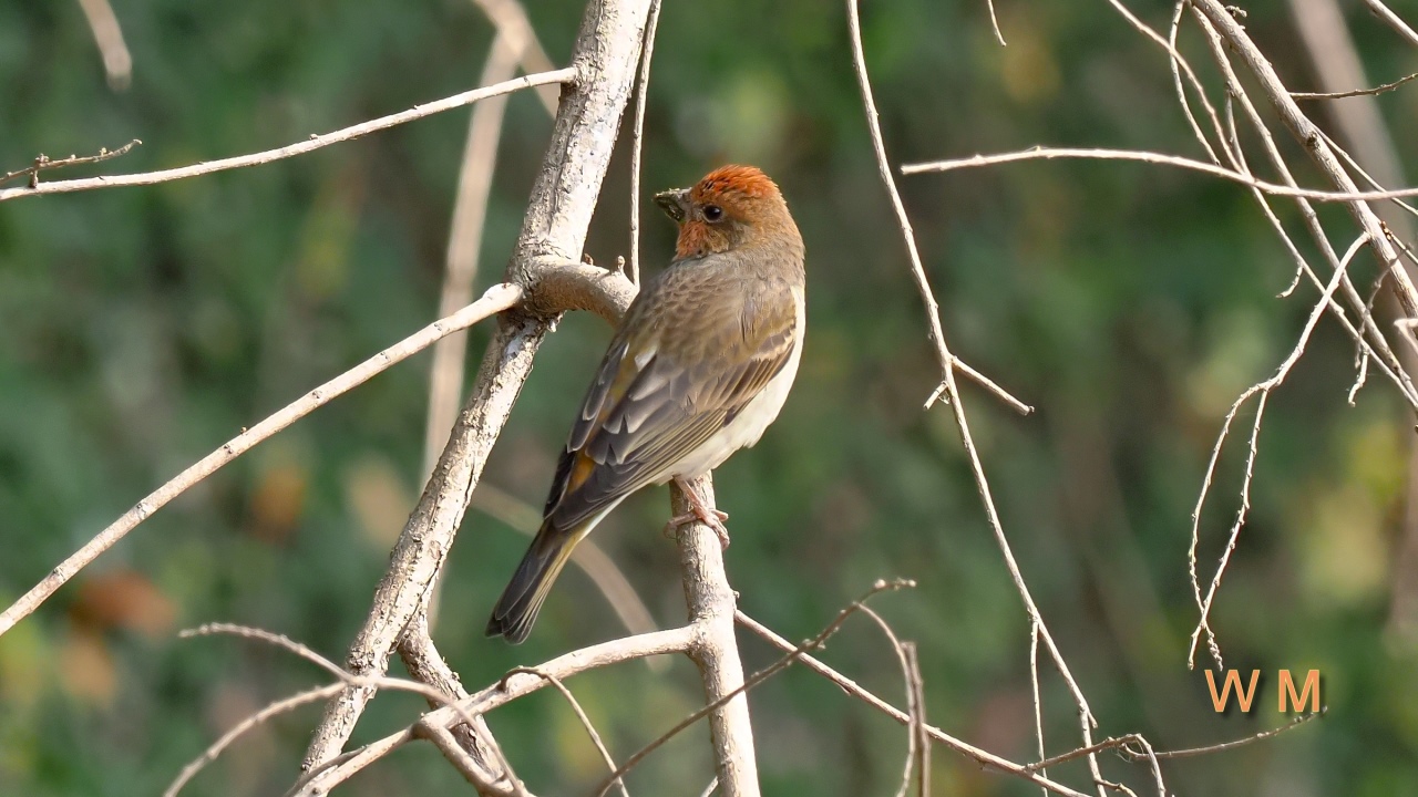 CommonRosefinch4.jpg