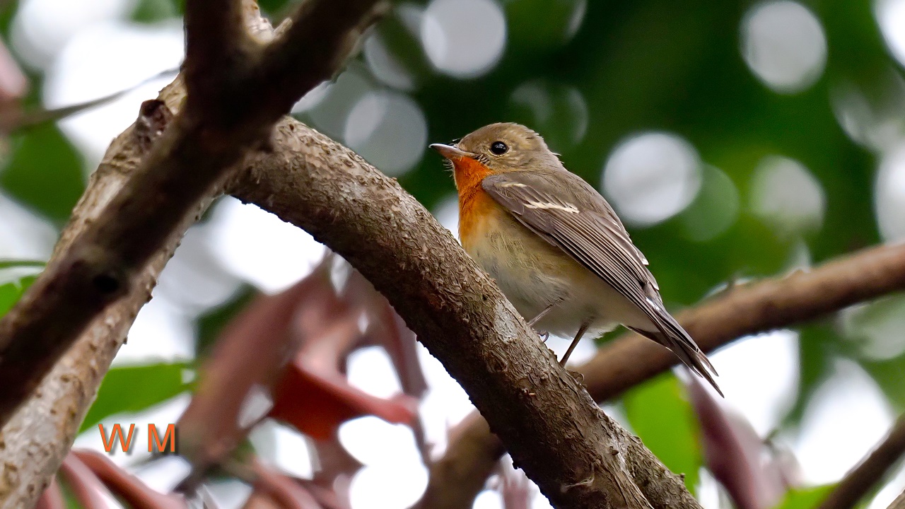 MugimakiFlycatcher1.jpg