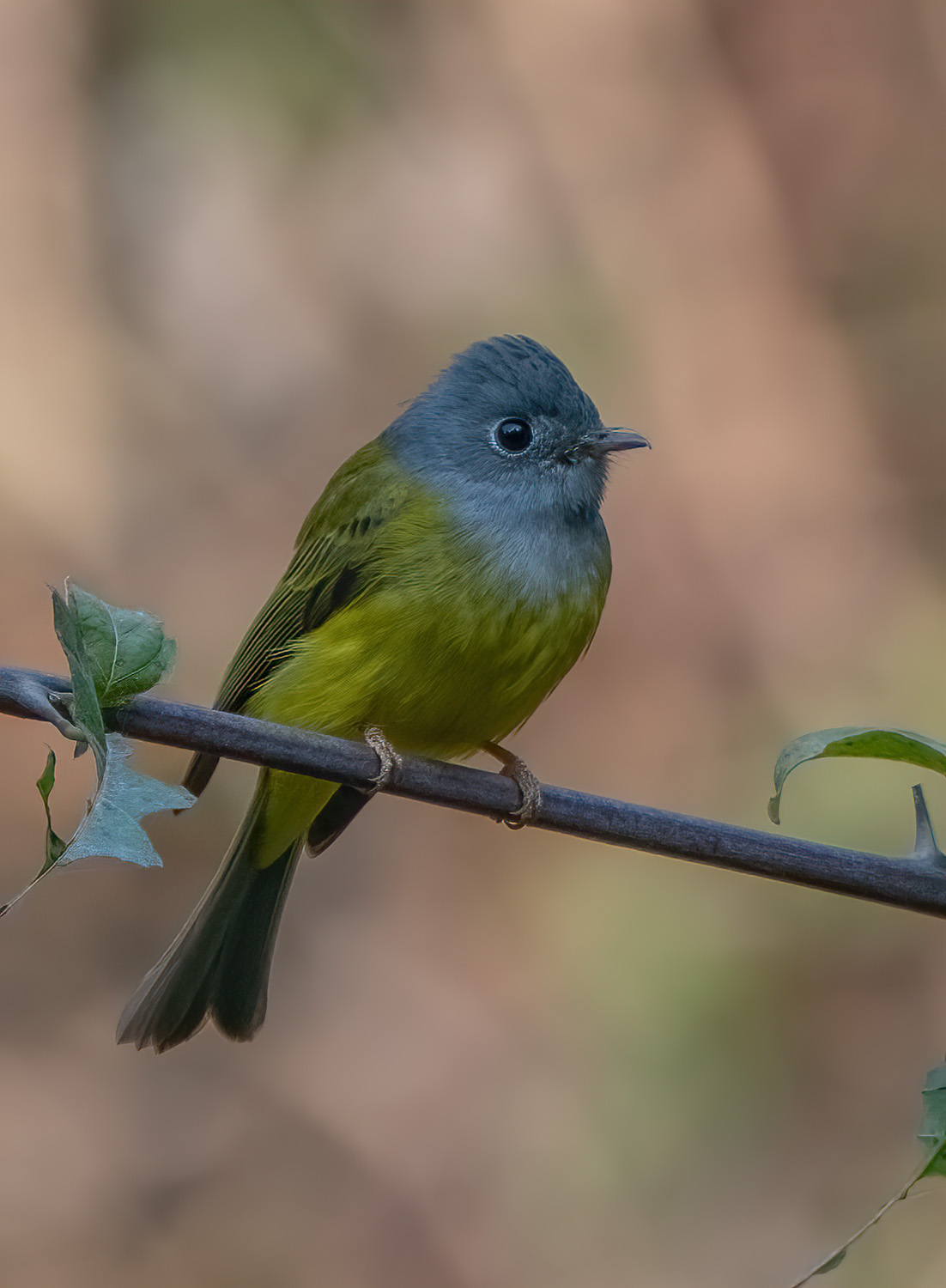 Grey-headed Flycatcher DSC00300 D+S.jpg