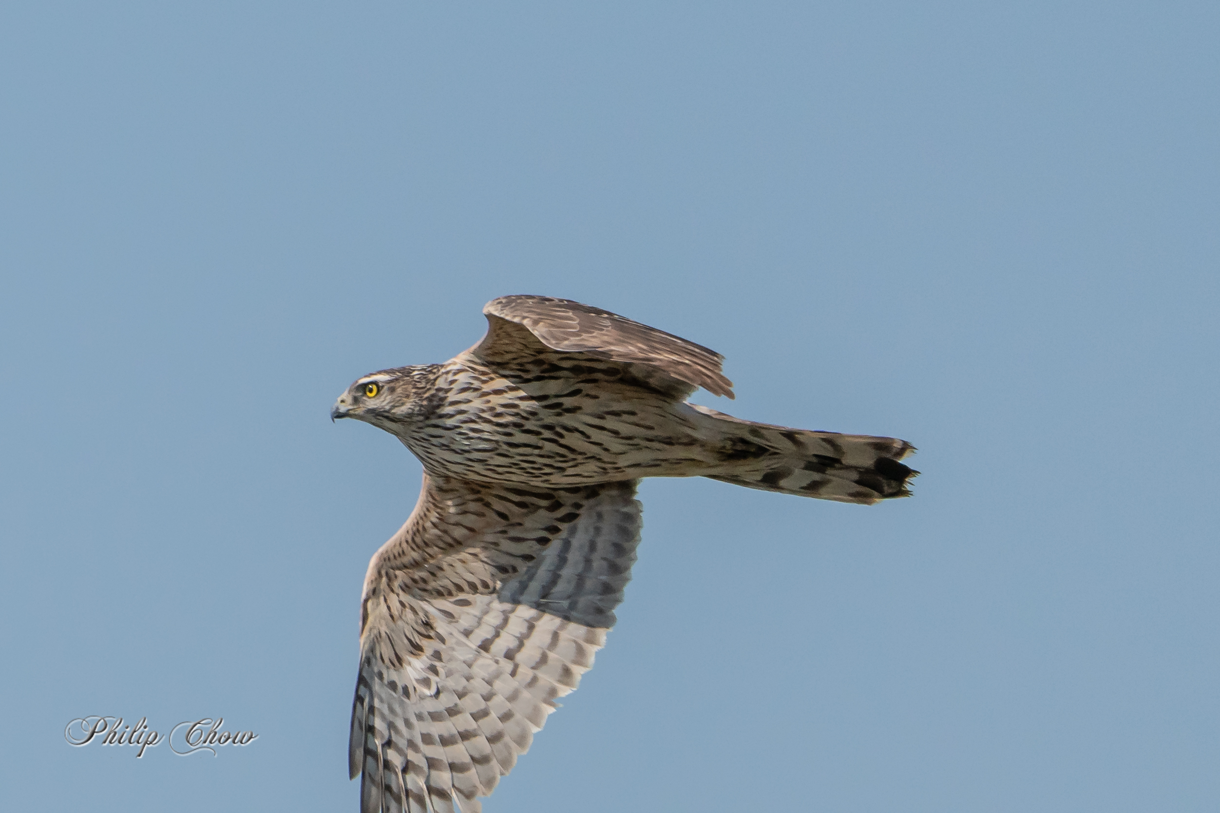 蒼鷹 Northern Goshawk (juv) DPC04103L-s.jpg