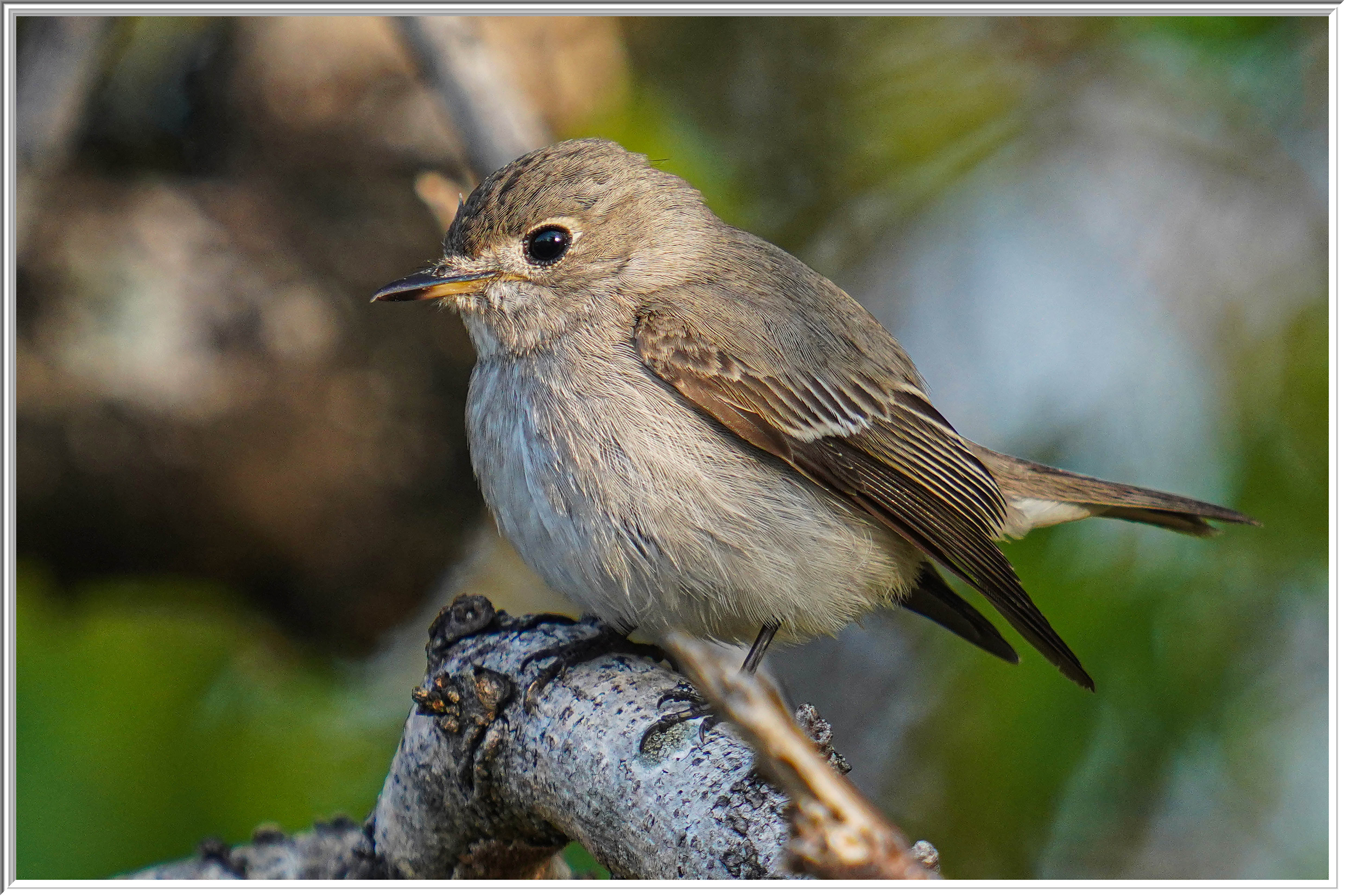 北灰鶲 (Asian Brown Flycatcher) - 1.jpg