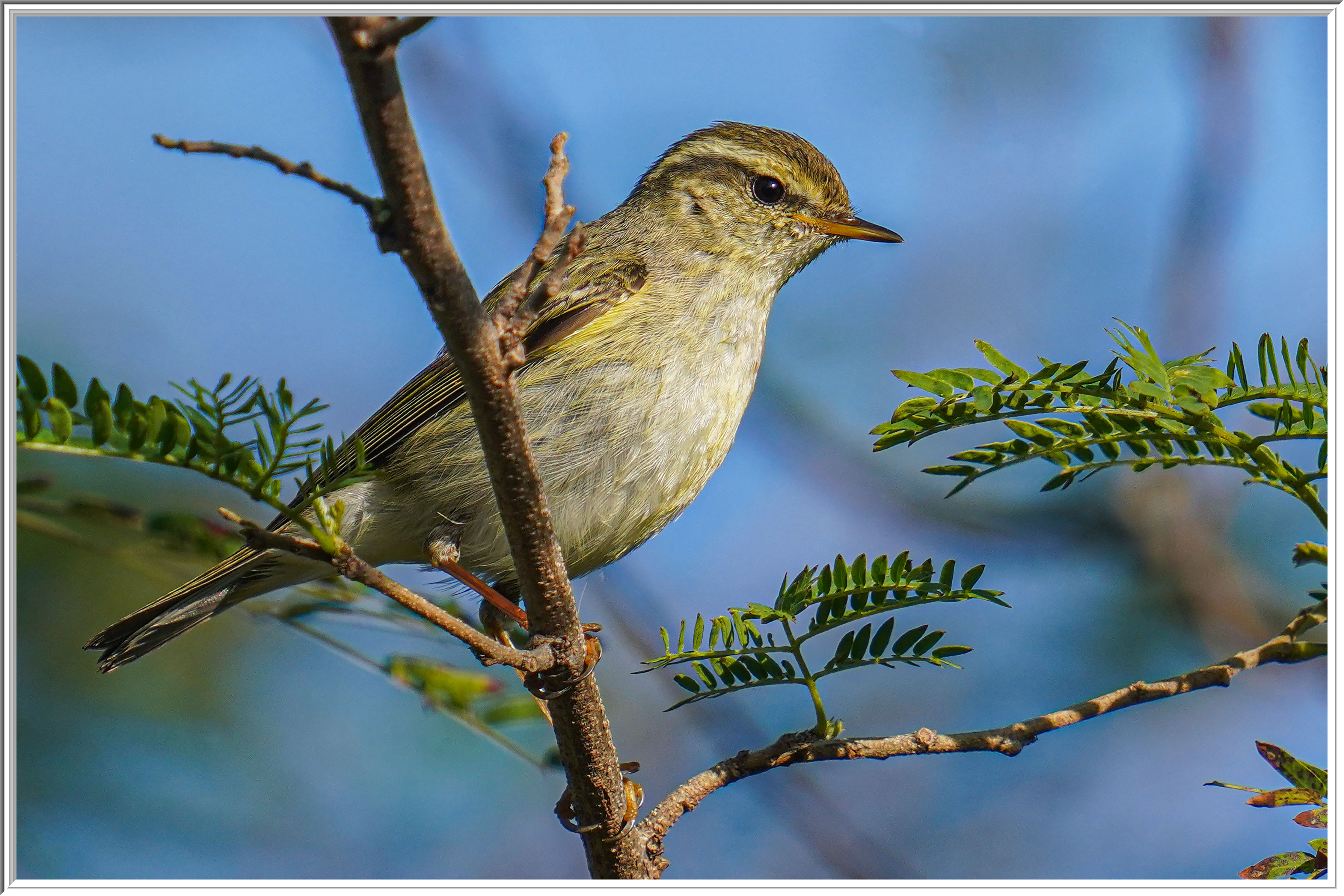 黃眉柳鶯 (Yellow-browed Warbler) - 2.jpg