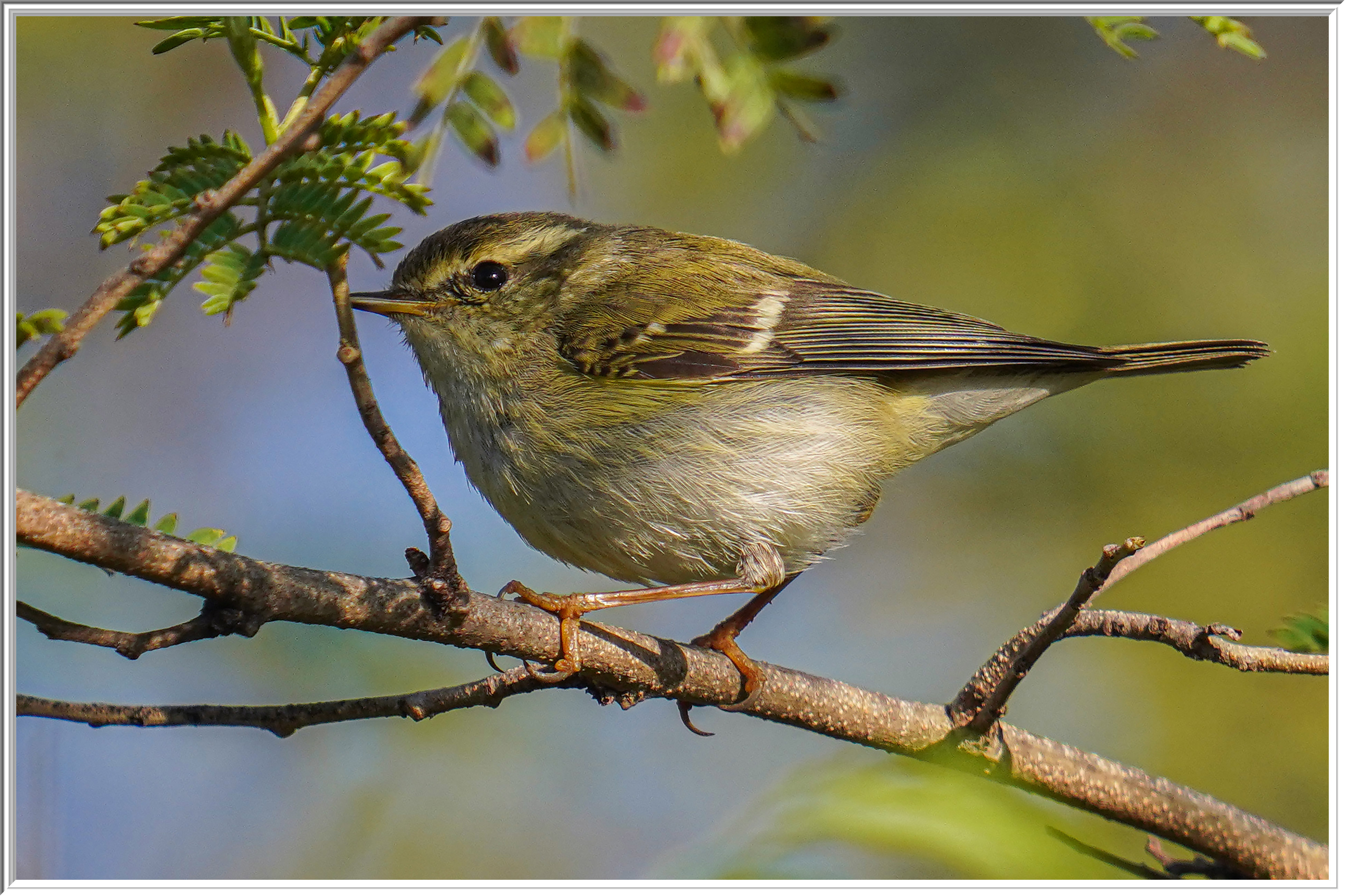 黃眉柳鶯 (Yellow-browed Warbler) - 1.jpg