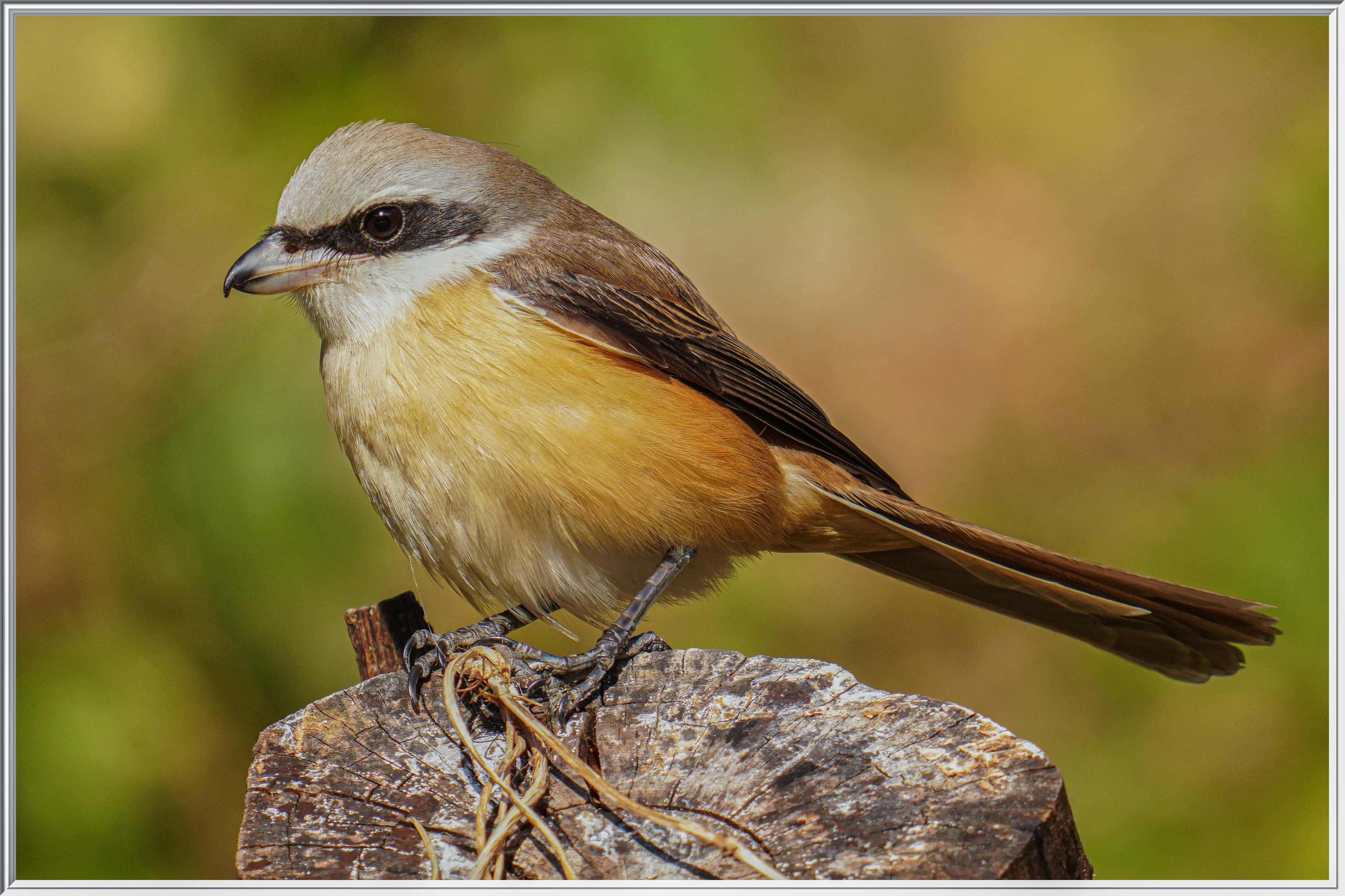 紅尾伯勞 (Brown Shrike) - 1.jpg