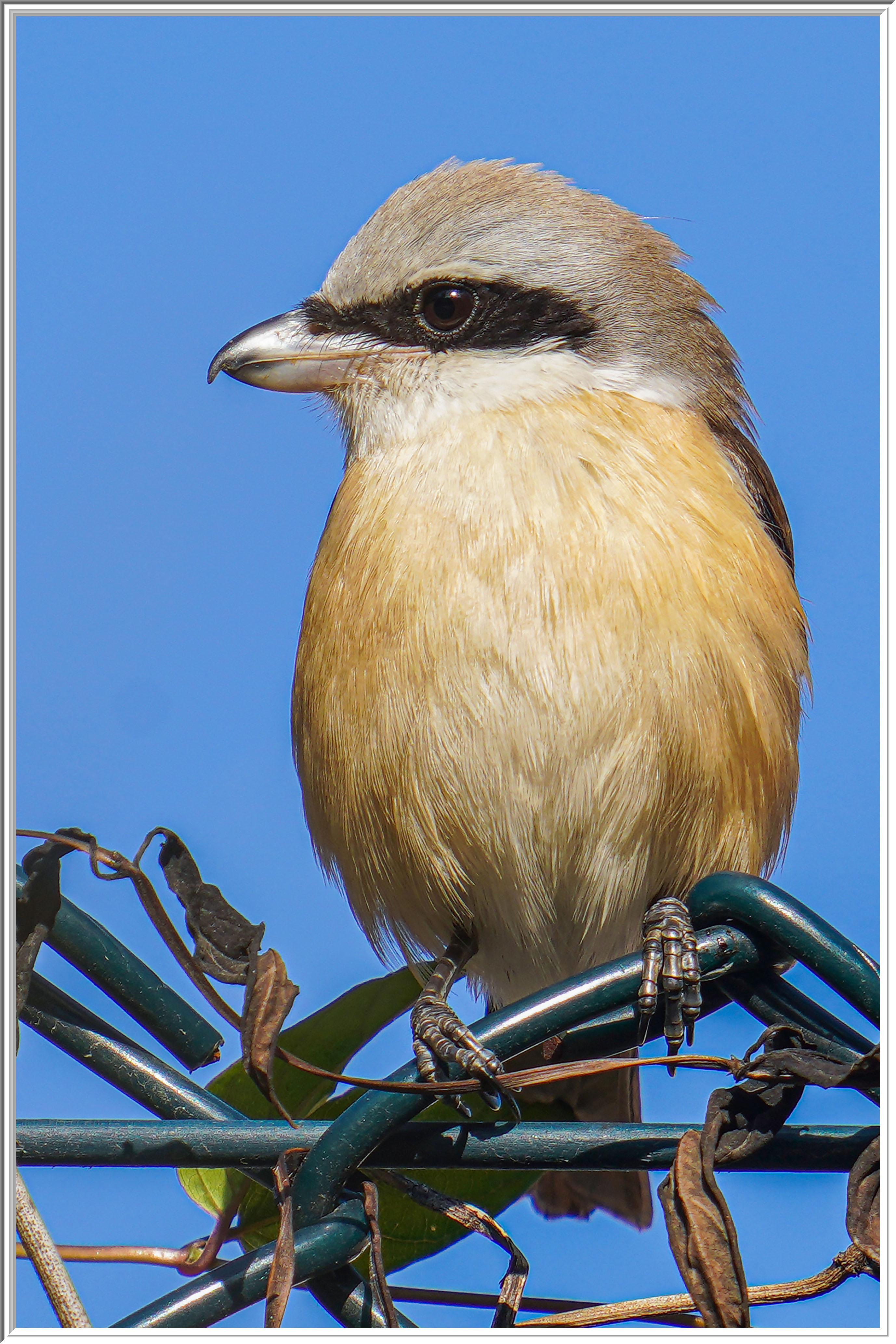 紅尾伯勞 (Brown Shrike) - 3.jpg