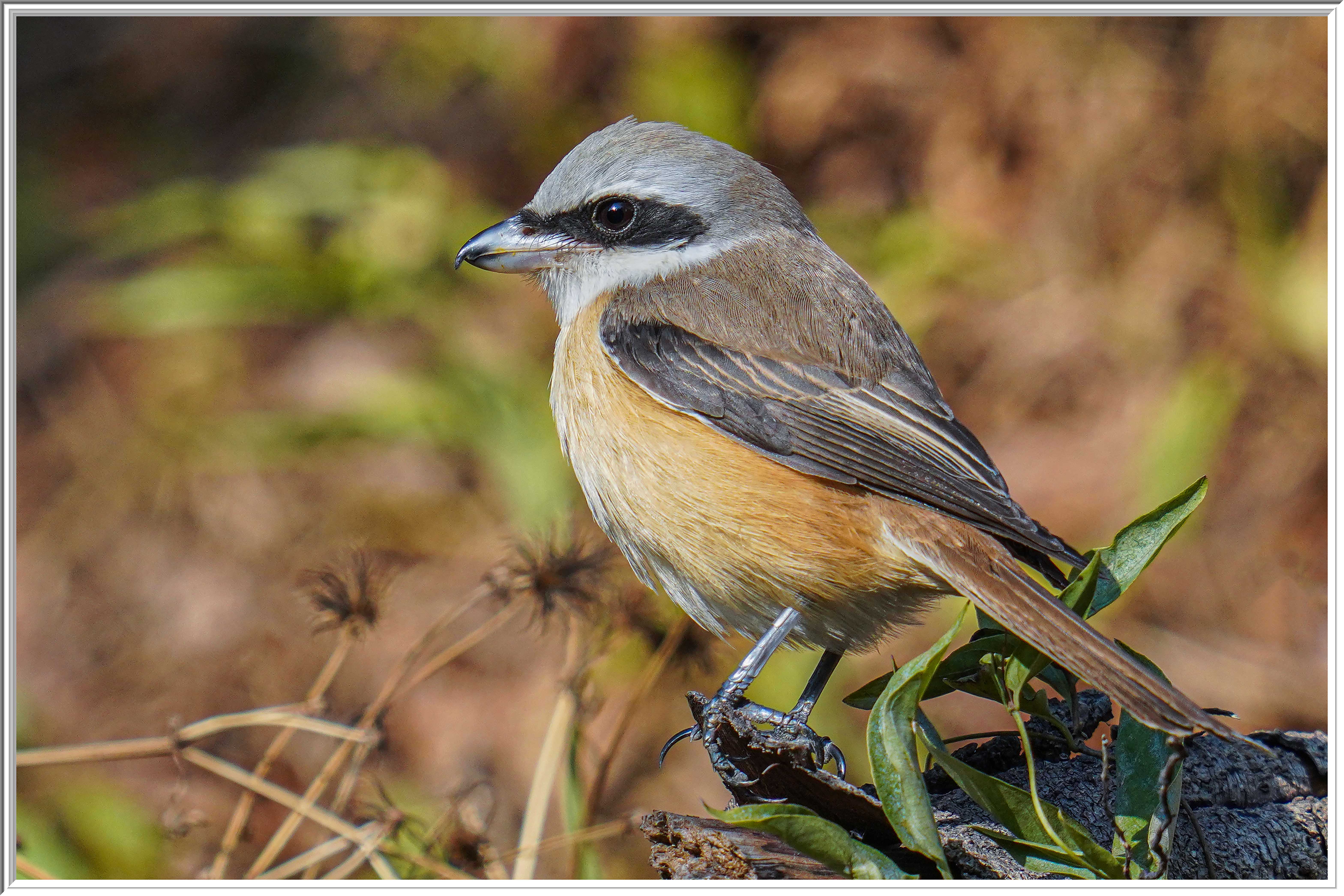 紅尾伯勞 (Brown Shrike) - 4.jpg