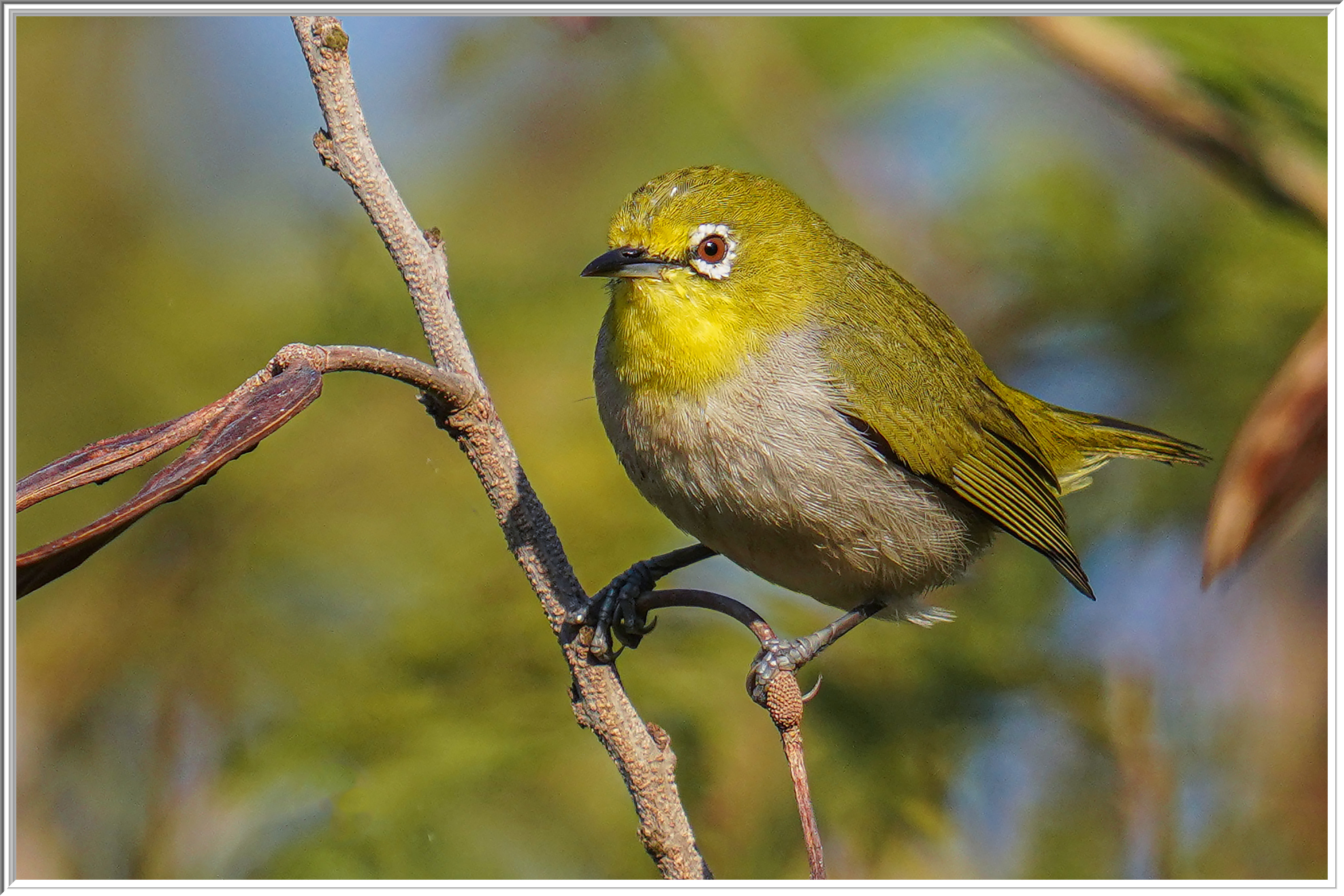 暗綠繡眼鳥(Japanese White-eye) - Sunbirds 花蜜鳥- Landbirds 陸鳥 