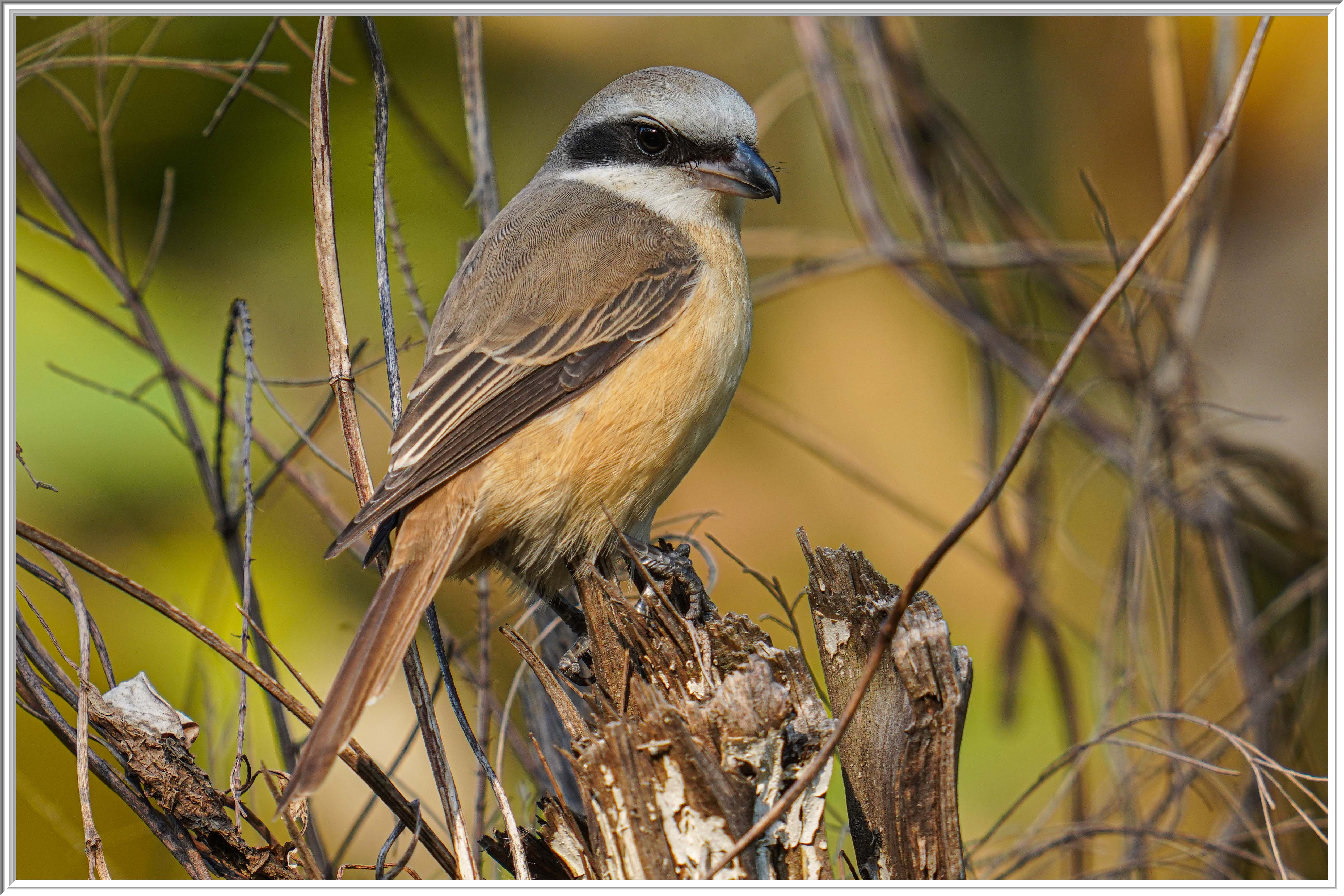 紅尾伯勞 (Brown Shrike) - 3.jpg