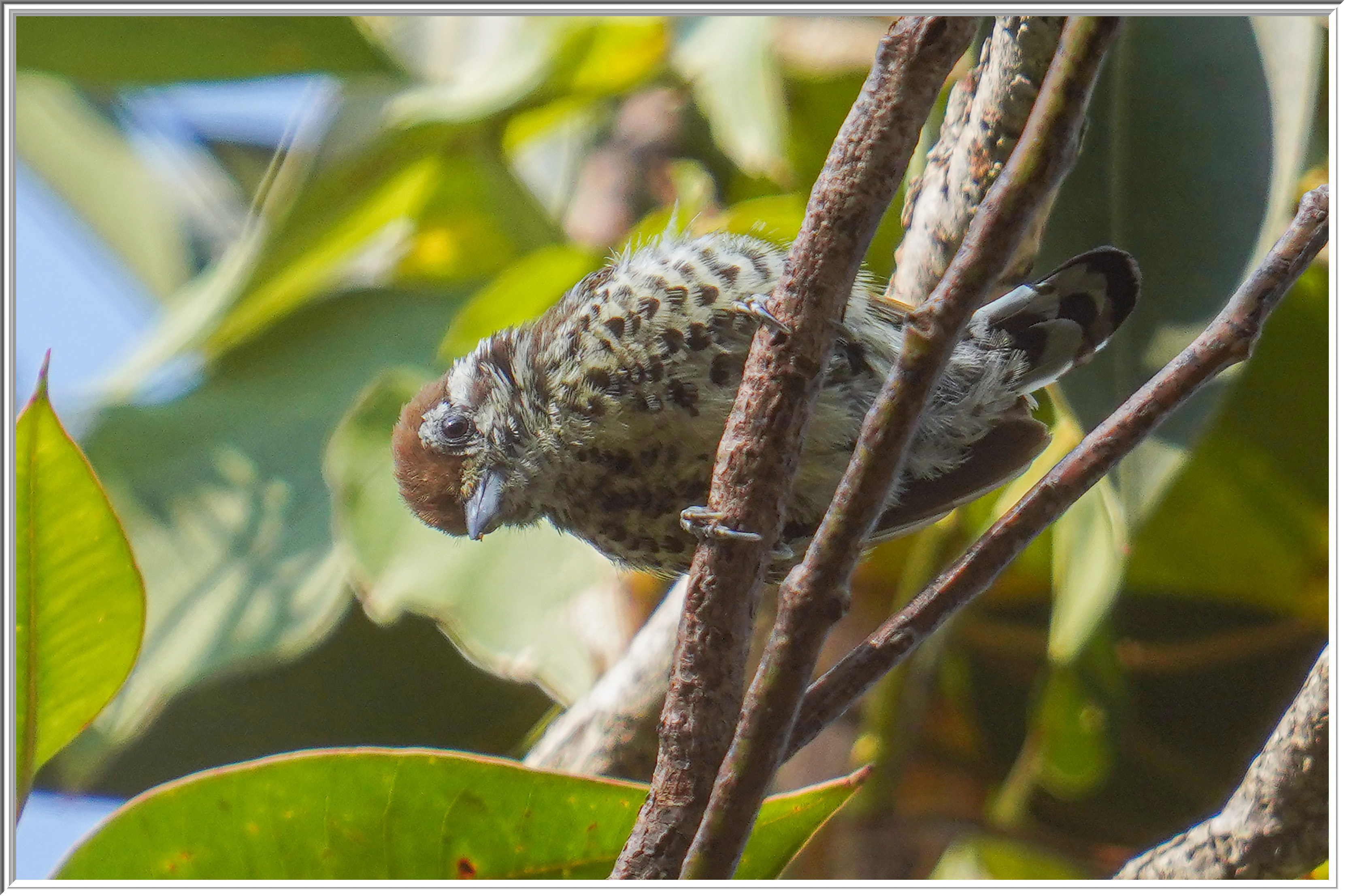 斑姬啄木鳥 (Speckled Piculet) - 4.jpg