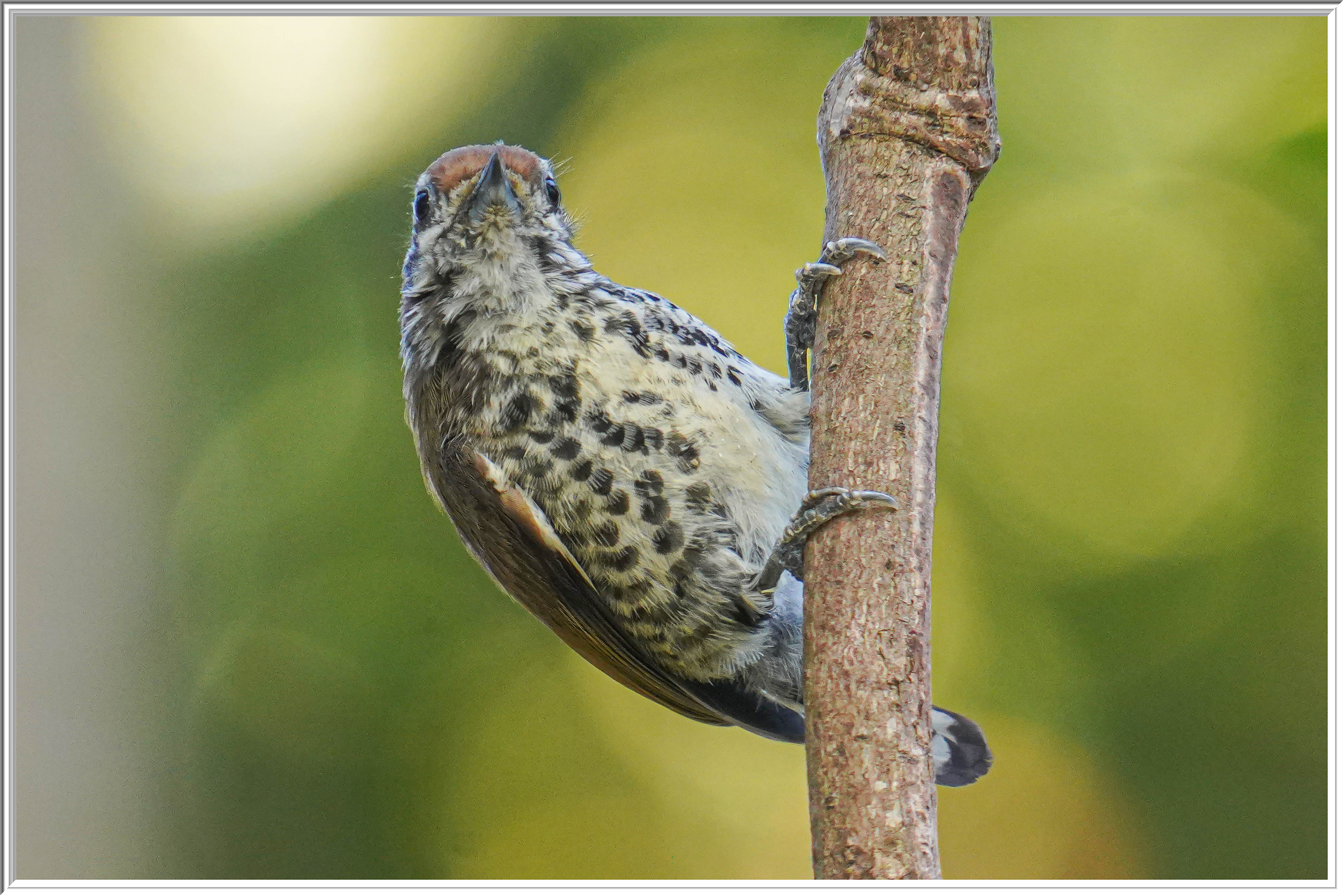 斑姬啄木鳥 (Speckled Piculet) - 2.jpg