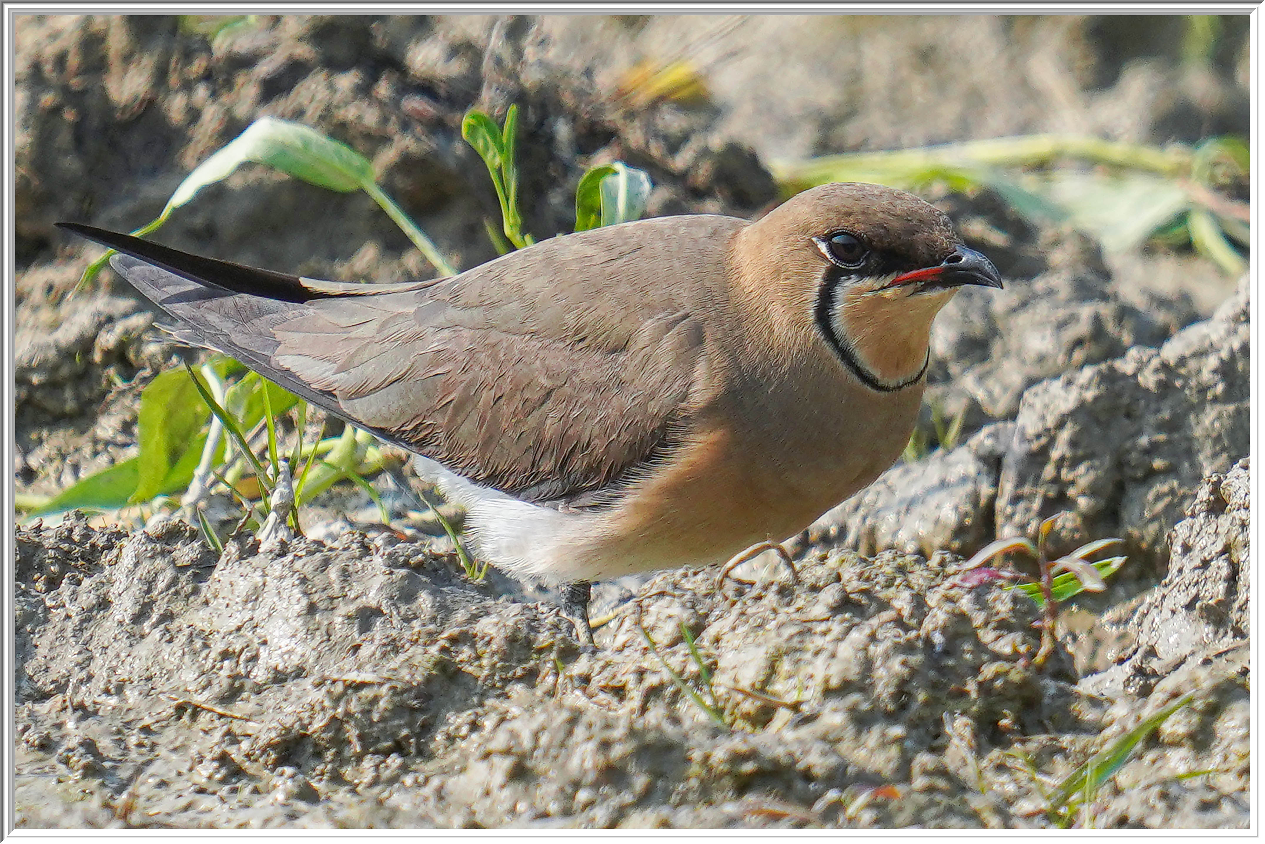 燕鴴 (Oriental Pratincole) - 2.jpg