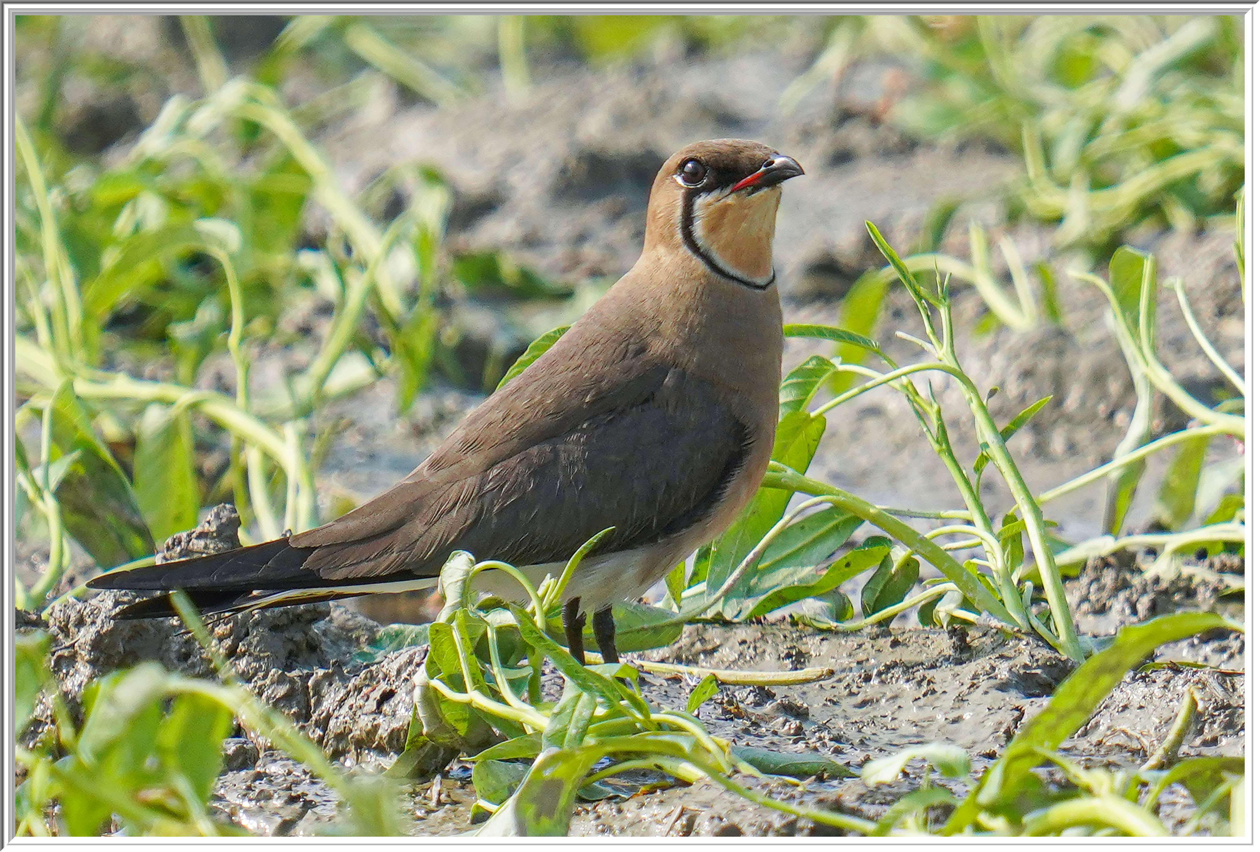 燕鴴 (Oriental Pratincole) - 4.jpg