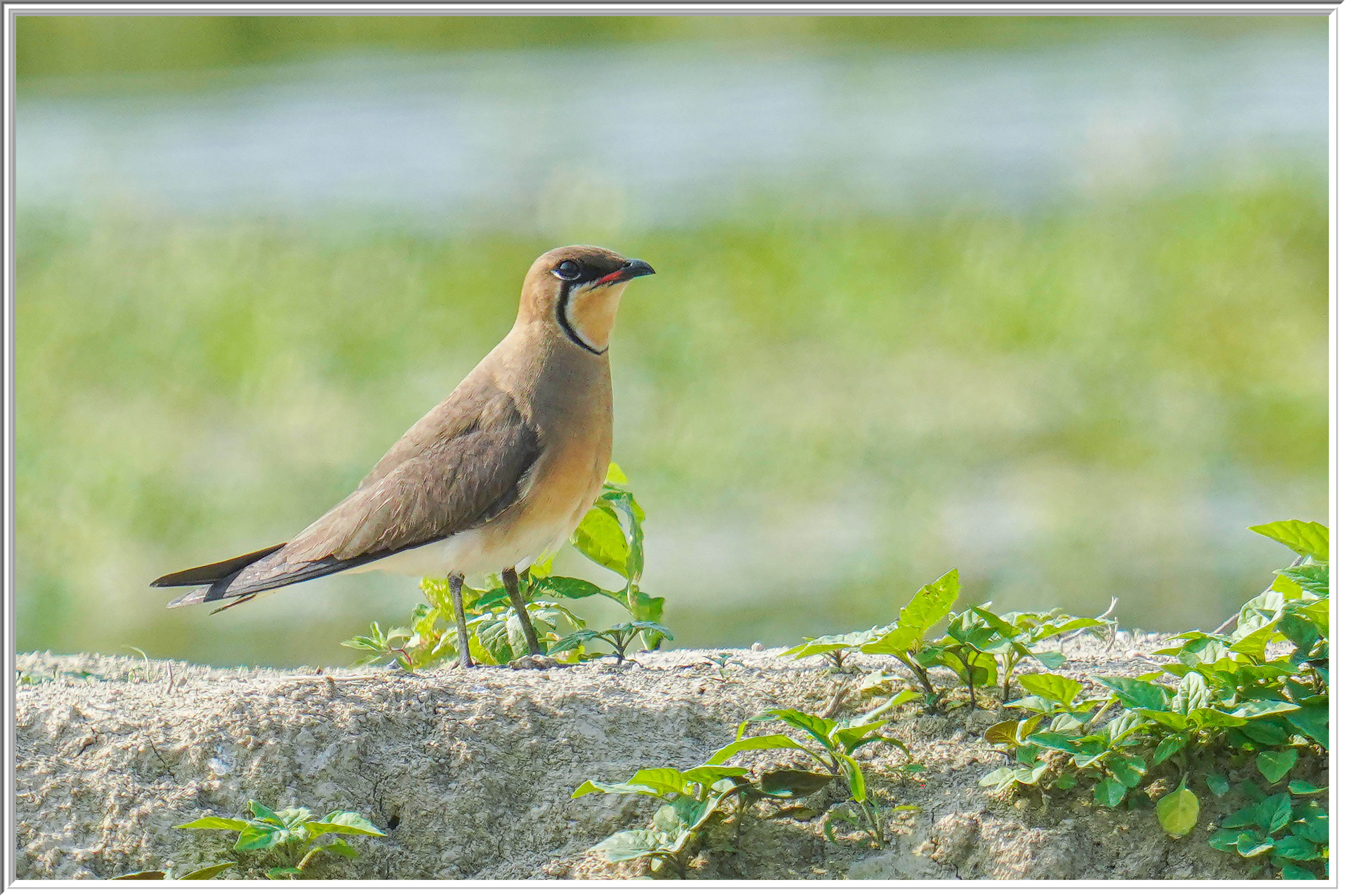 燕鴴 (Oriental Pratincole) - 5.jpg