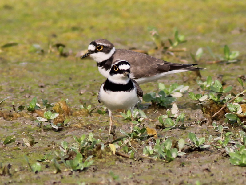 Little Ringed Plover 210326.JPG