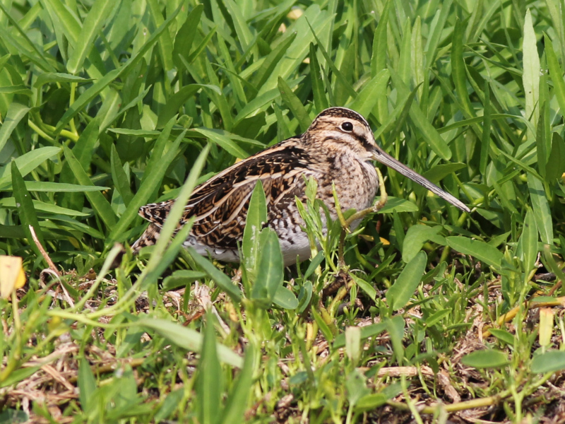 Common Snipe 210326.JPG