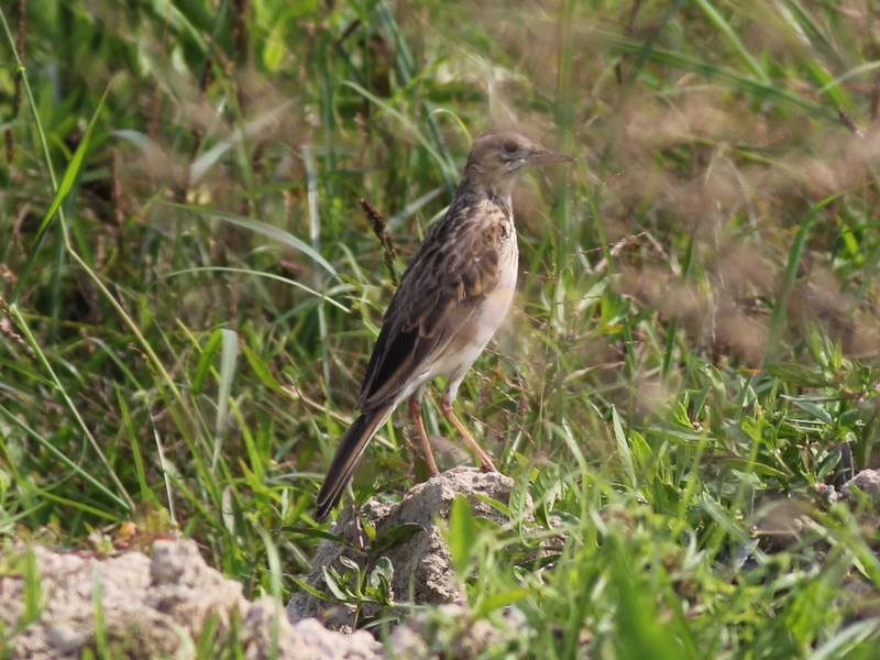 Richard's Pipit 210326.JPG