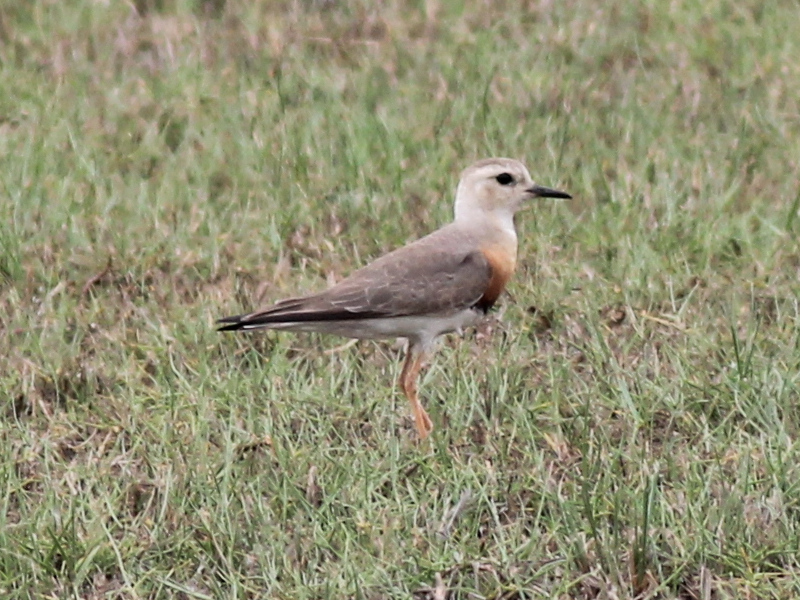 Oriental Plover [m] 210402.JPG