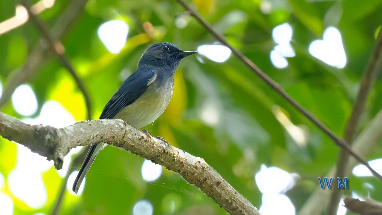 HainanBlueFlycatcher.jpg