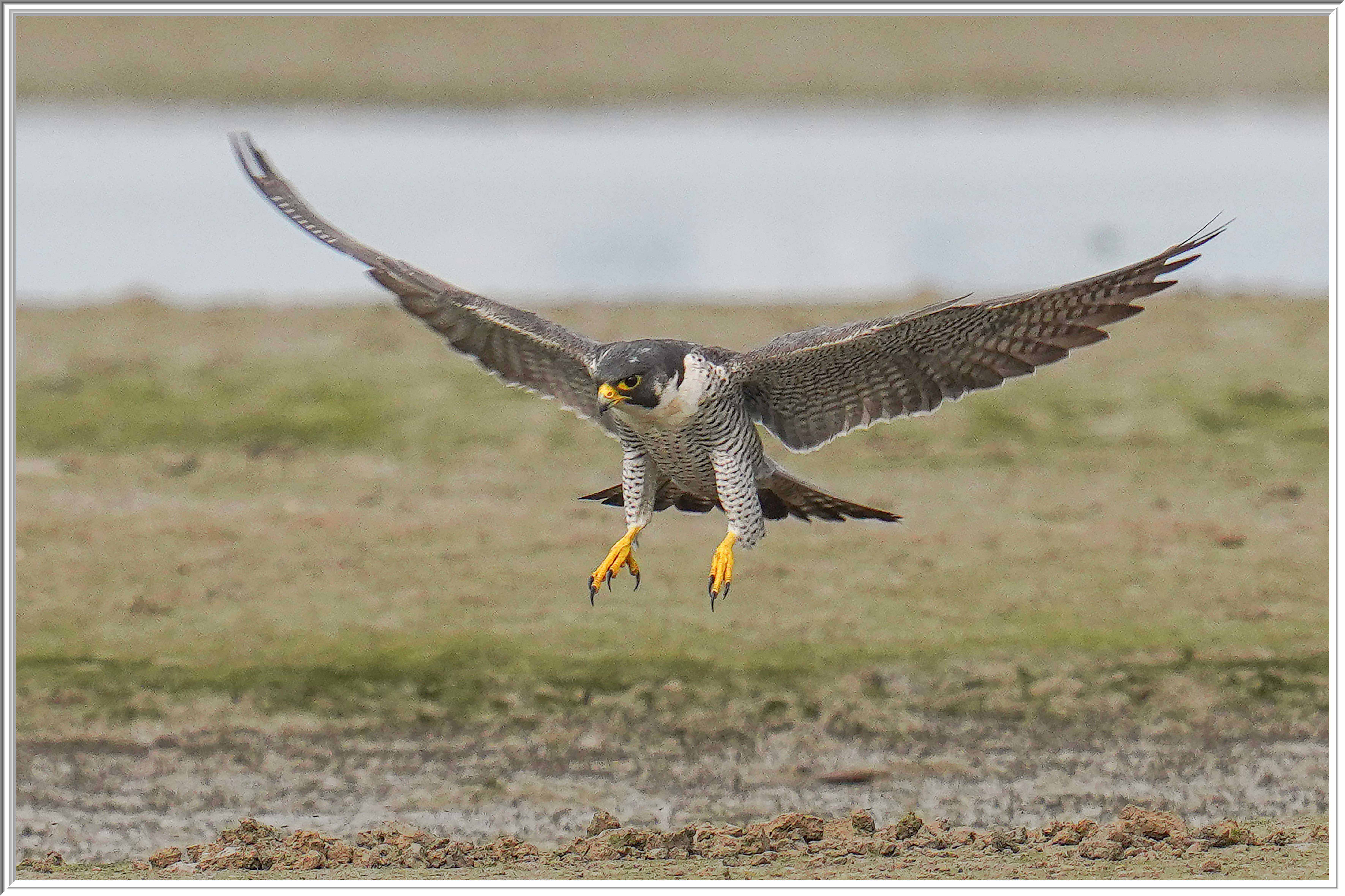 游隼 (Peregrine Falcon) - 3.jpg