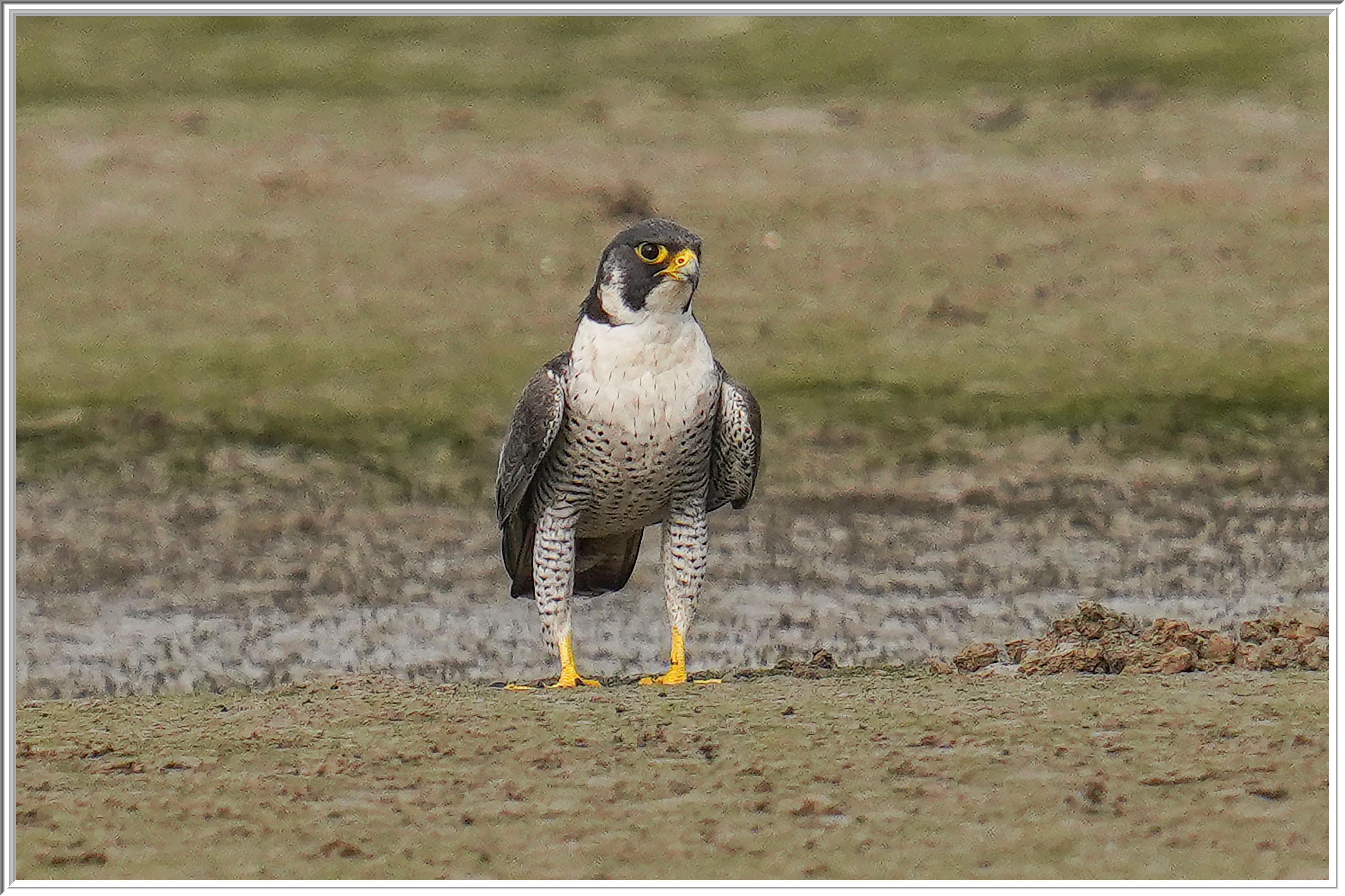 游隼 (Peregrine Falcon) - 4.jpg