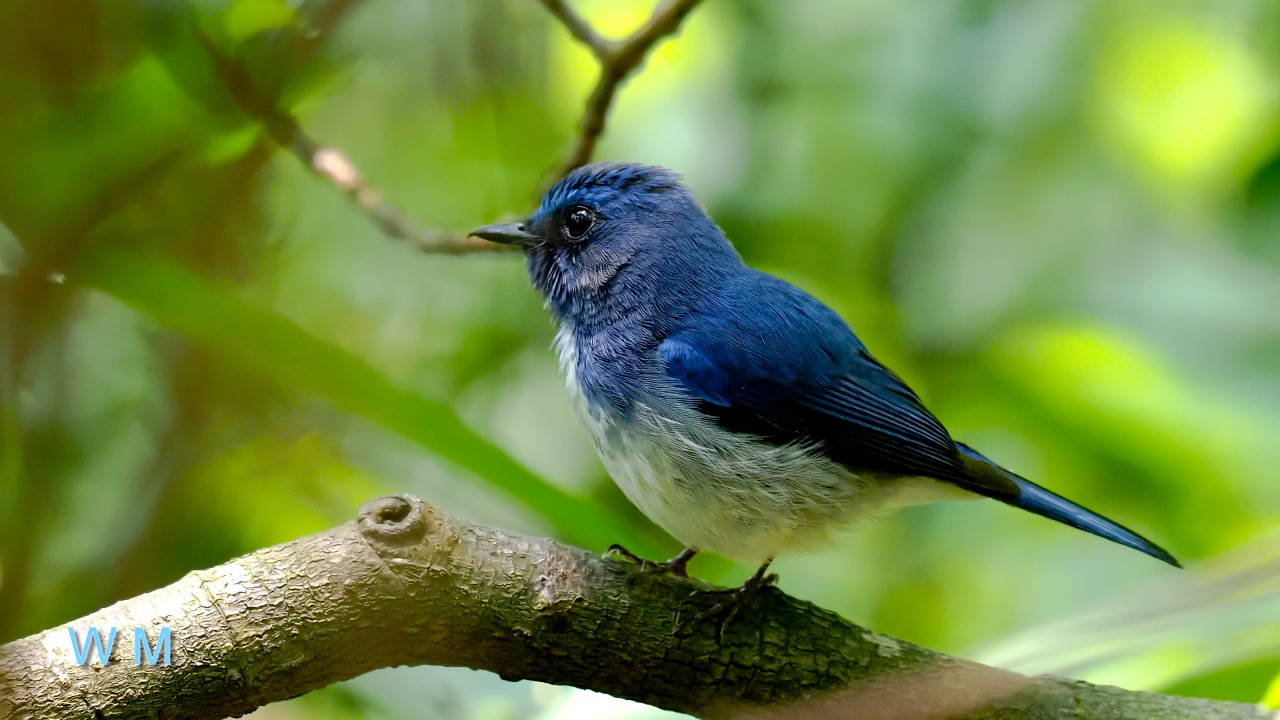 HainanBlueFlycatcher3.jpg