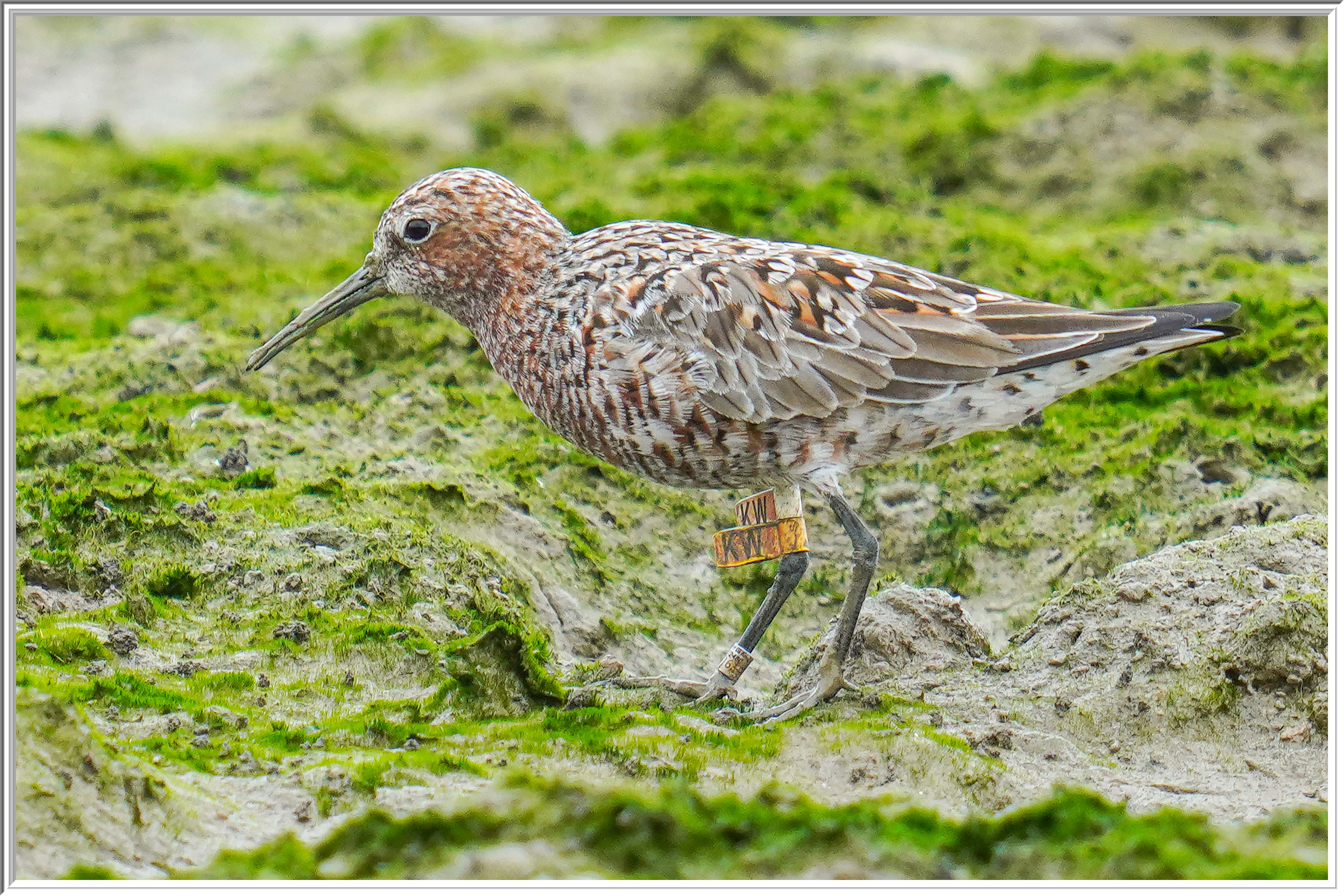 彎嘴賓鷸 (Curlew Sandpiper).jpg