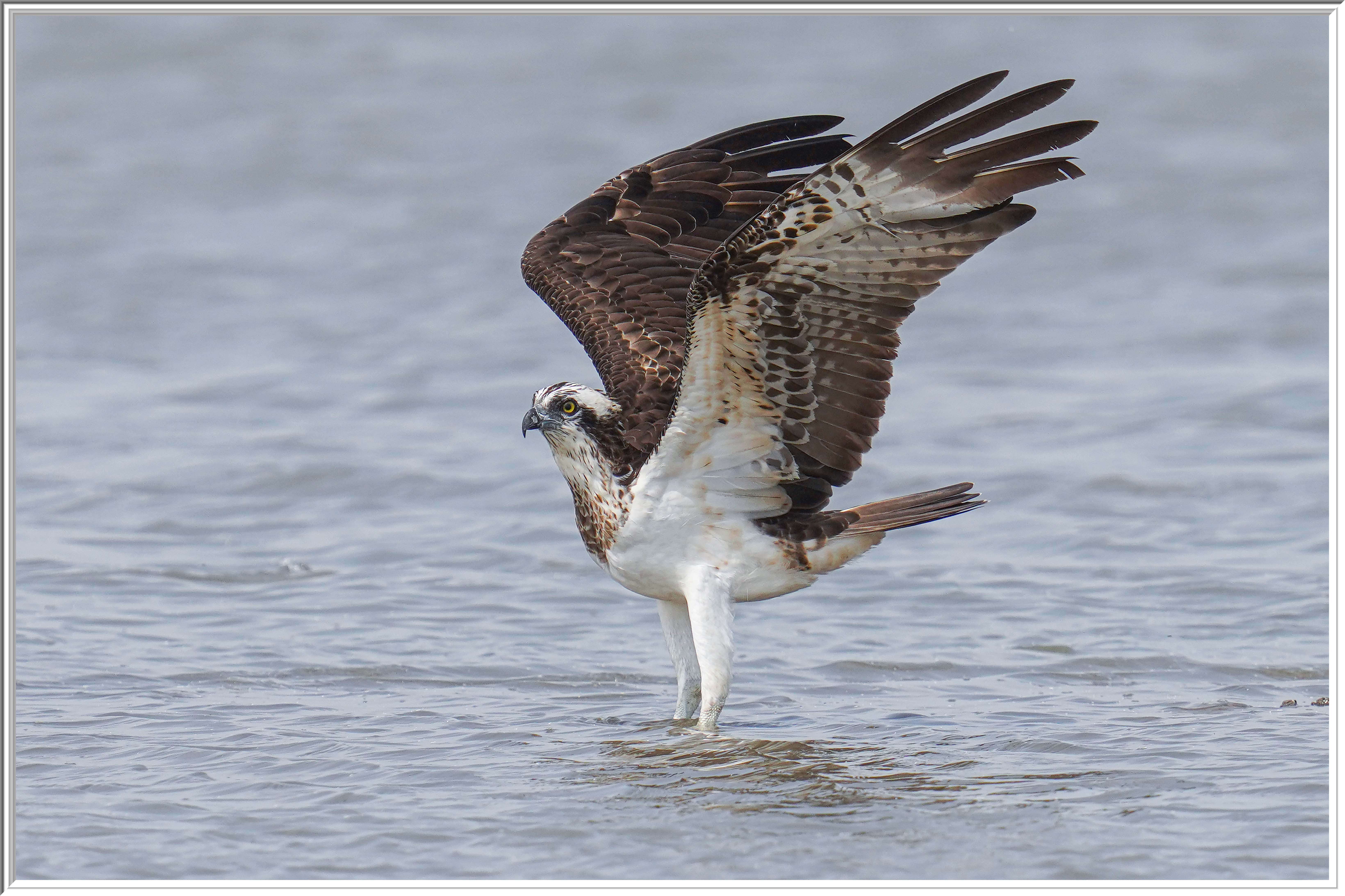 魚鷹 (Osprey) - 2.jpg