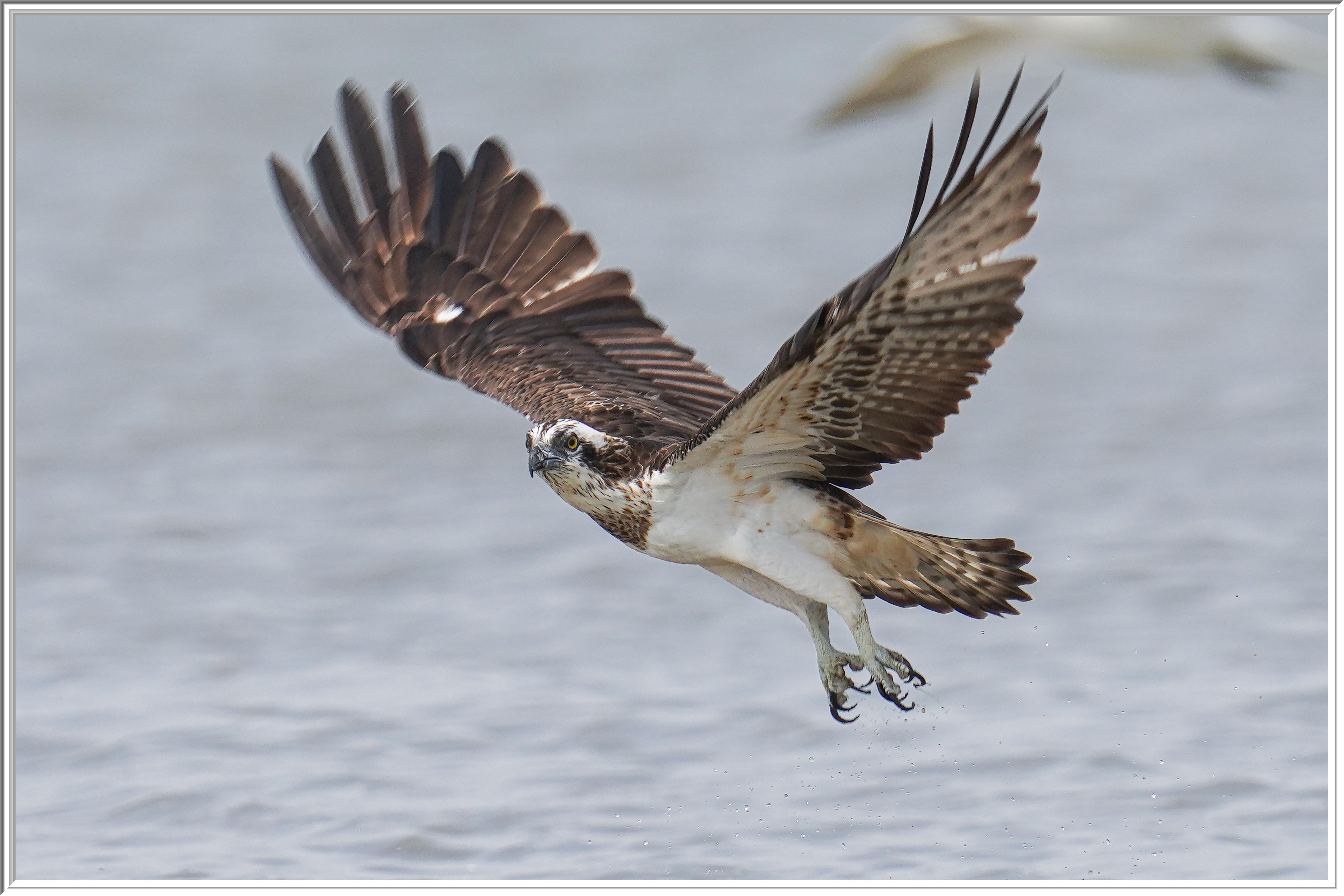 魚鷹 (Osprey) - 3.jpg