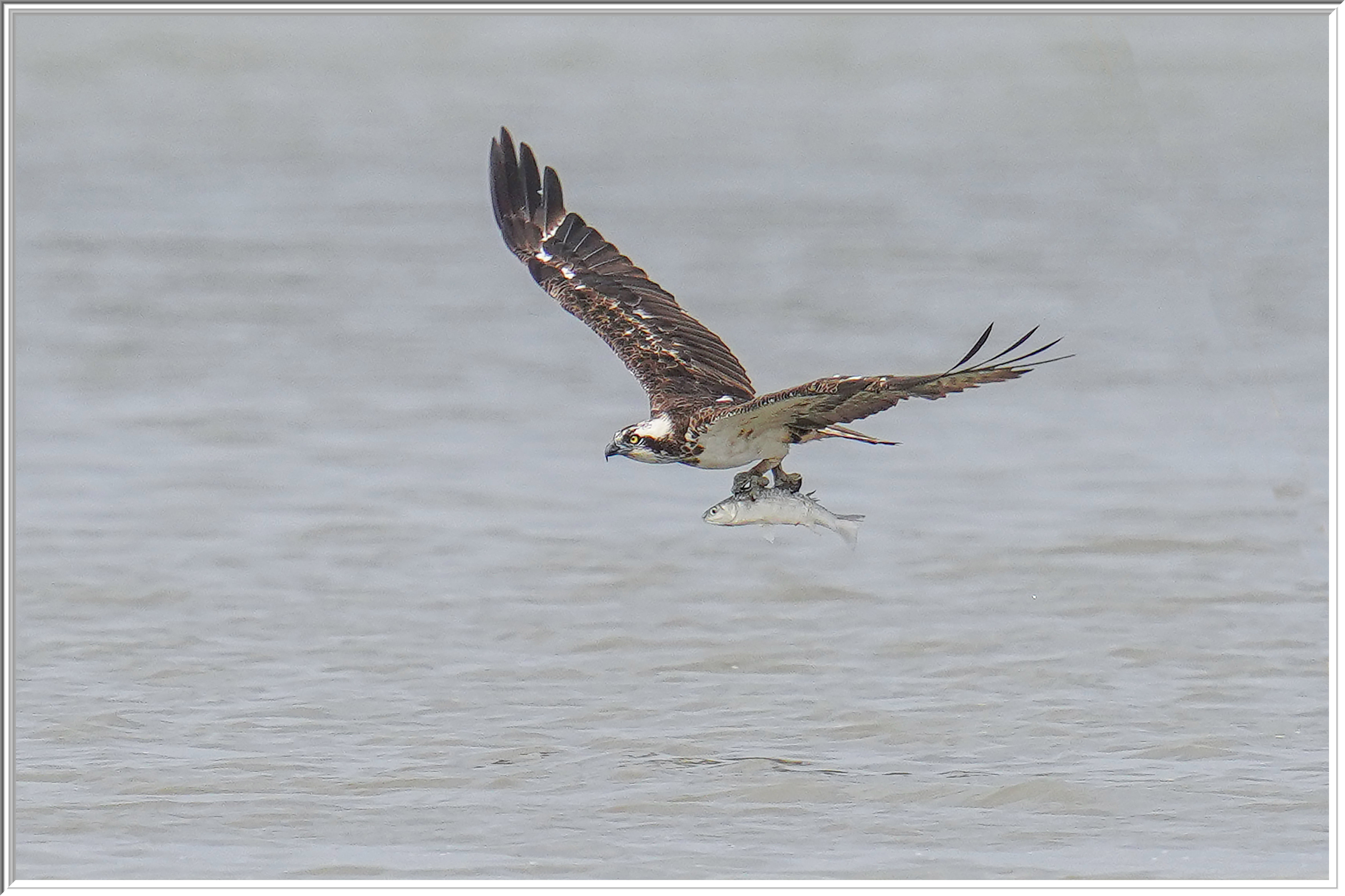 魚鷹 (Osprey) - 7.jpg