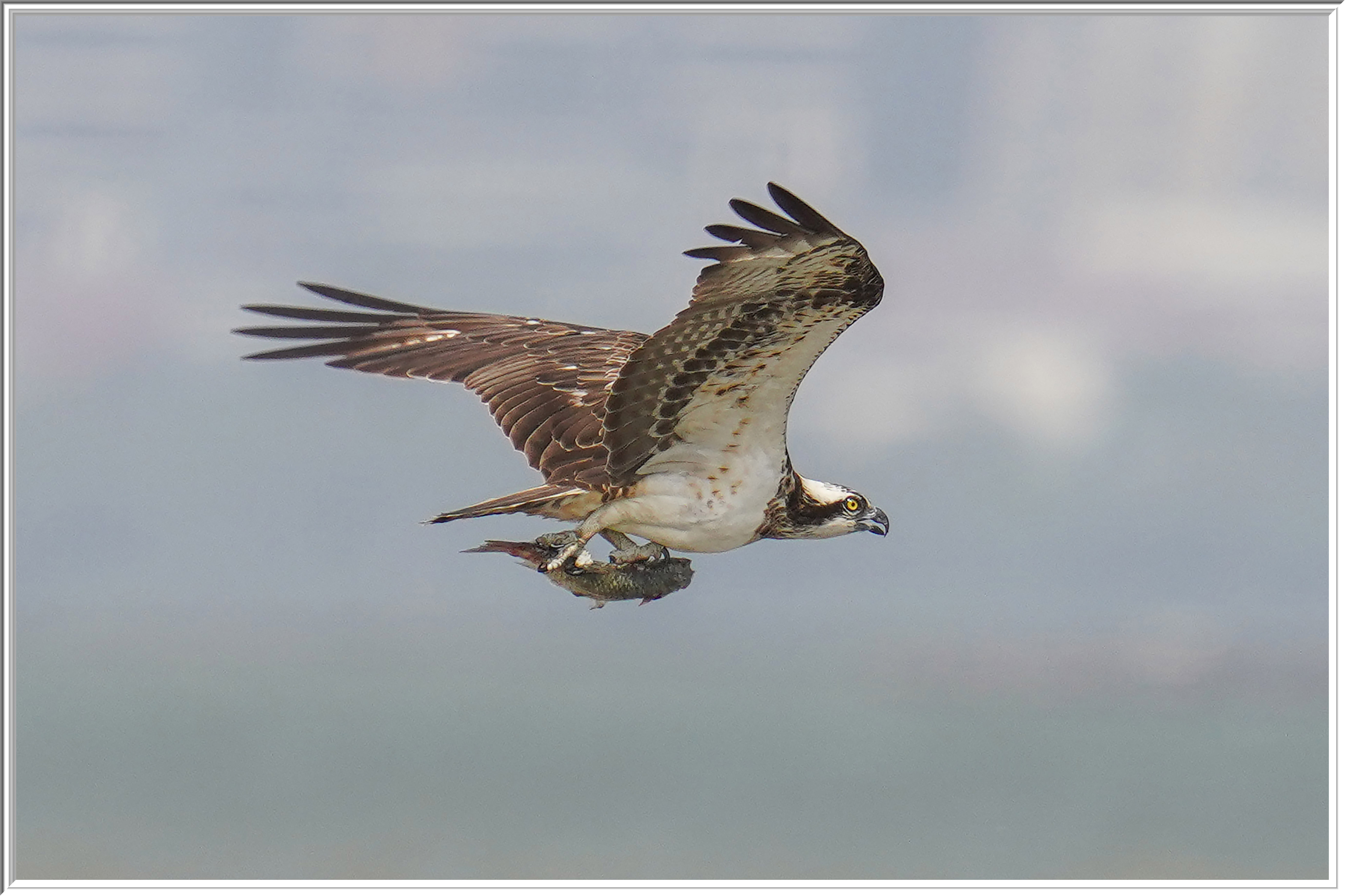 魚鷹 (Osprey) - 8.jpg